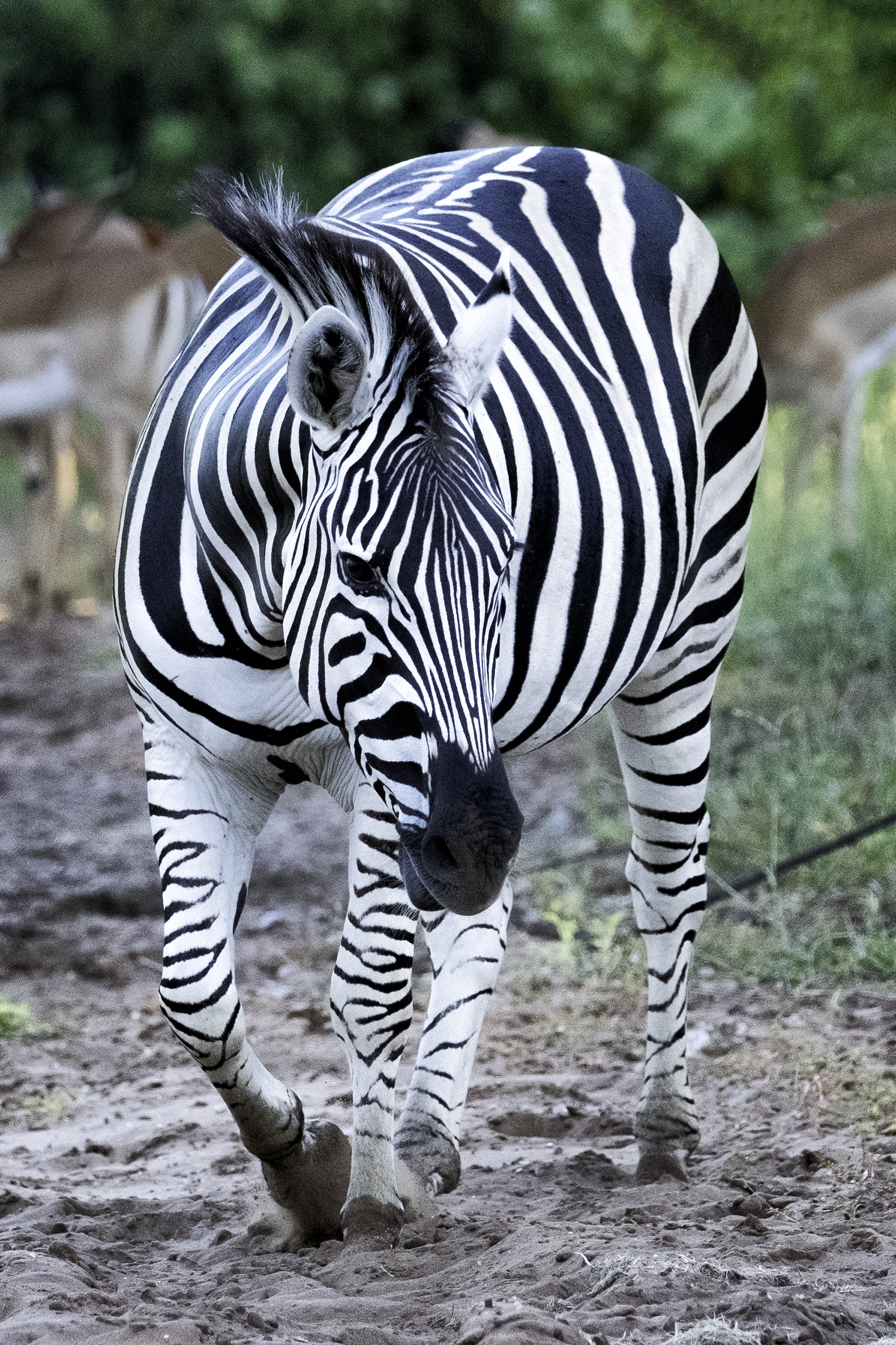 Chobe Park, Botswana