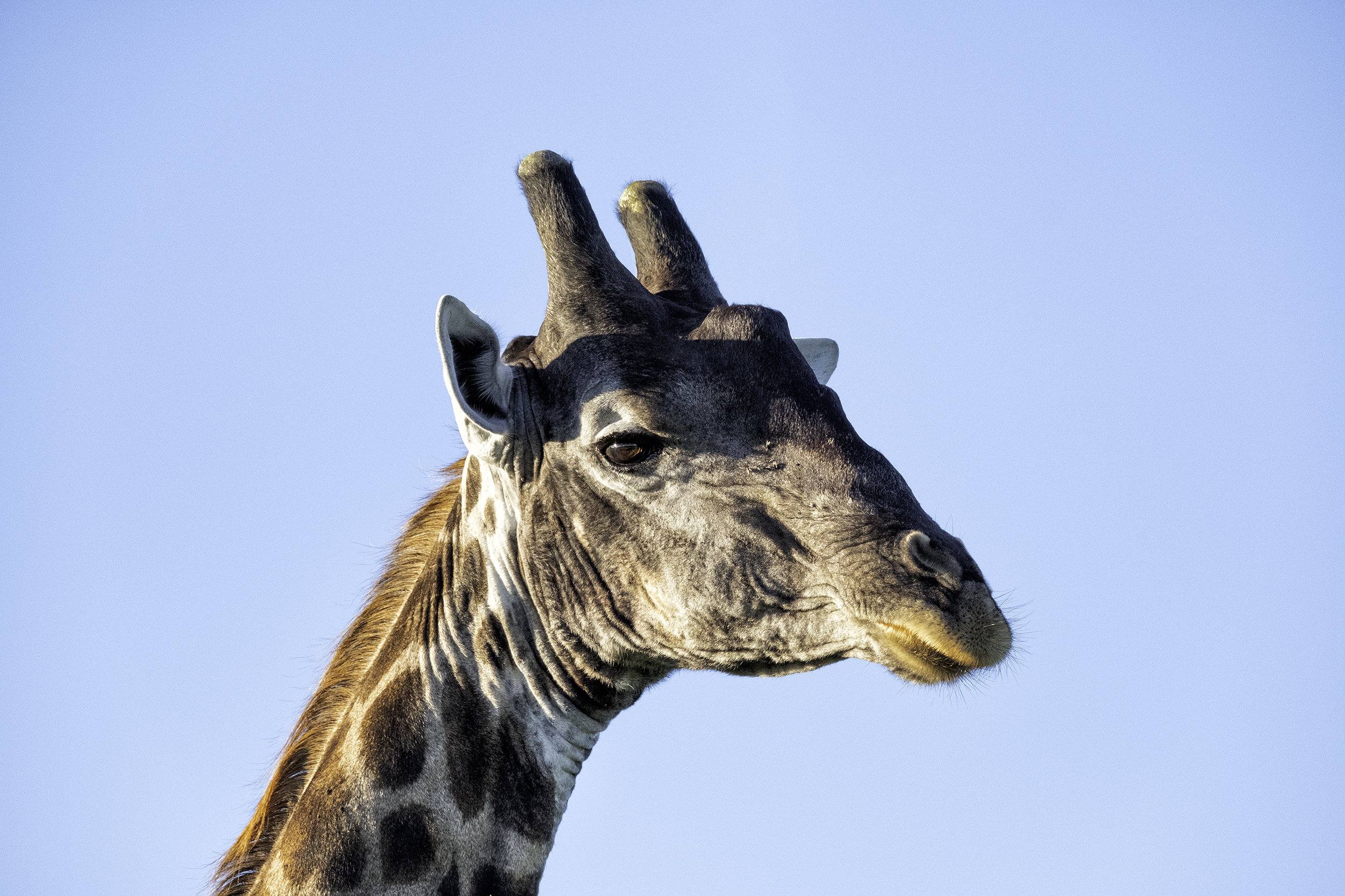 Chobe Park, Botswana