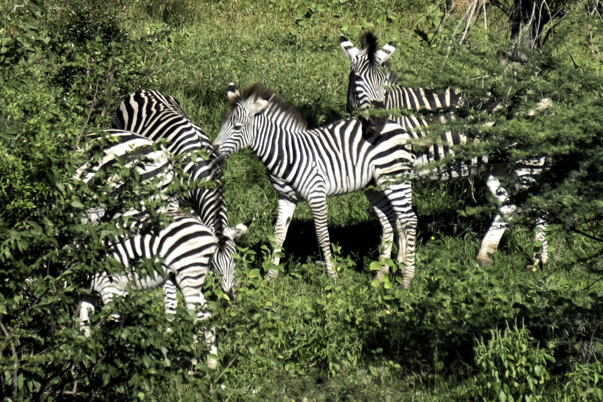 Zimbabwe, February Afternoon