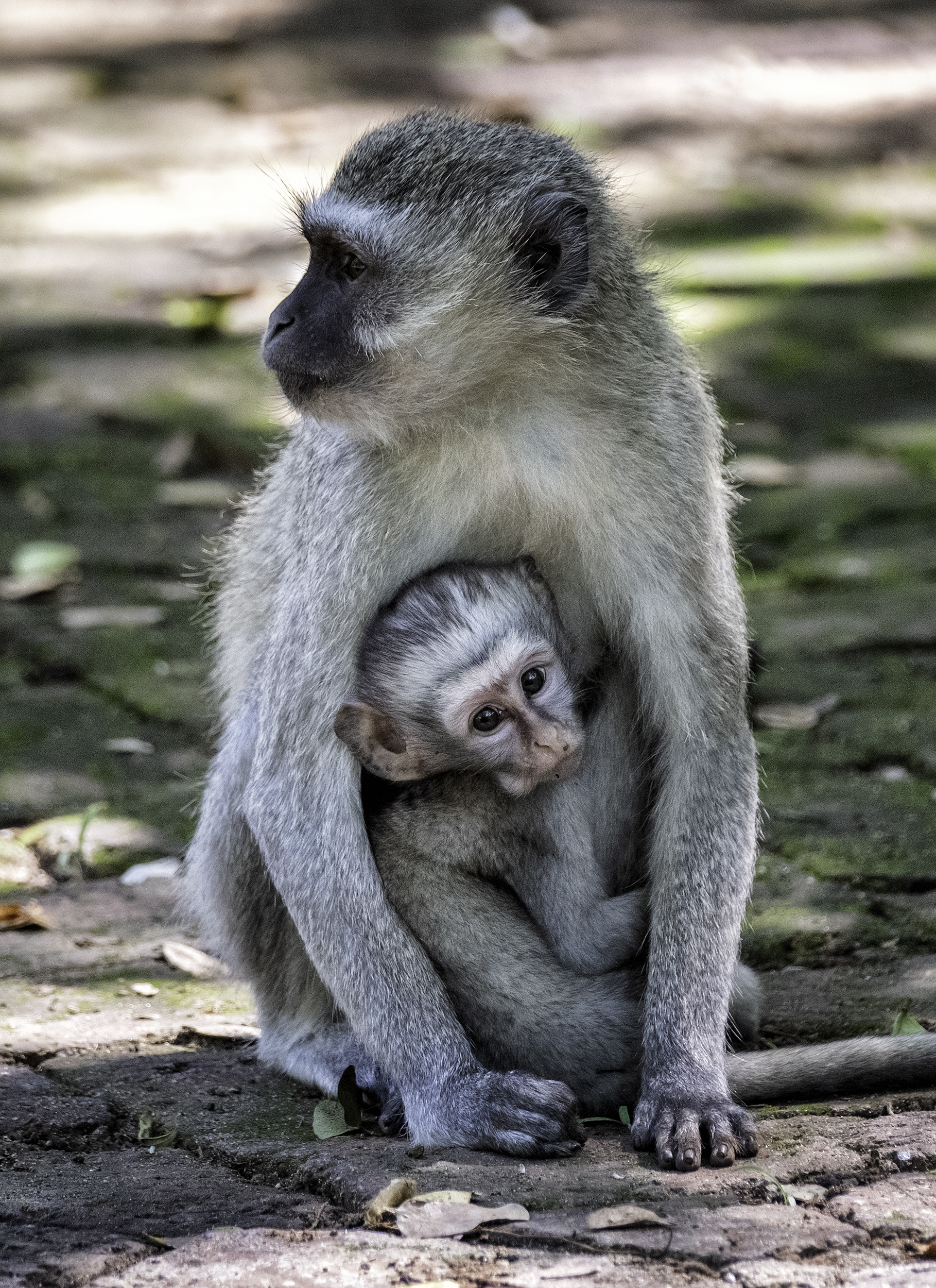Velvet Monkey, Victoria Falls
