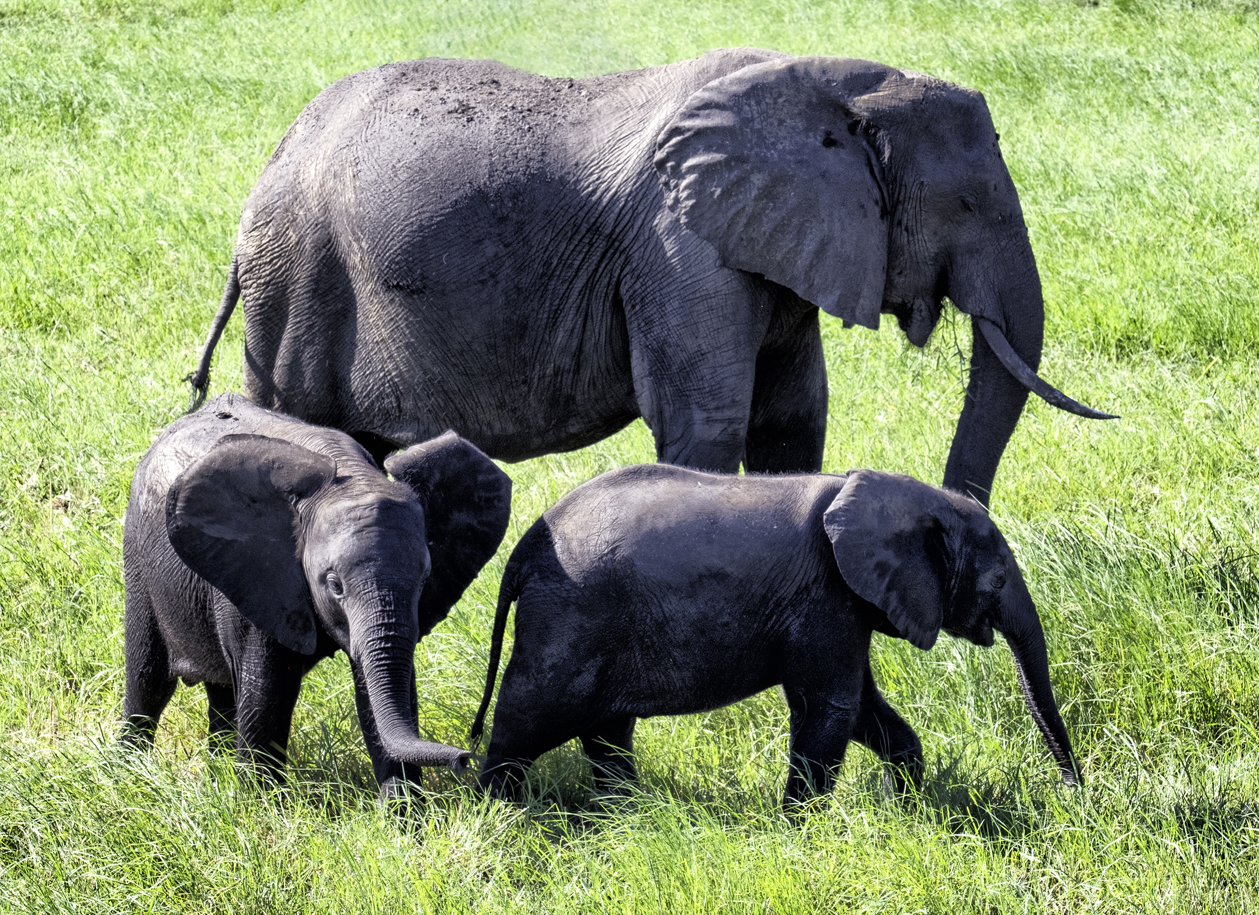 Chobe Park, Botswana