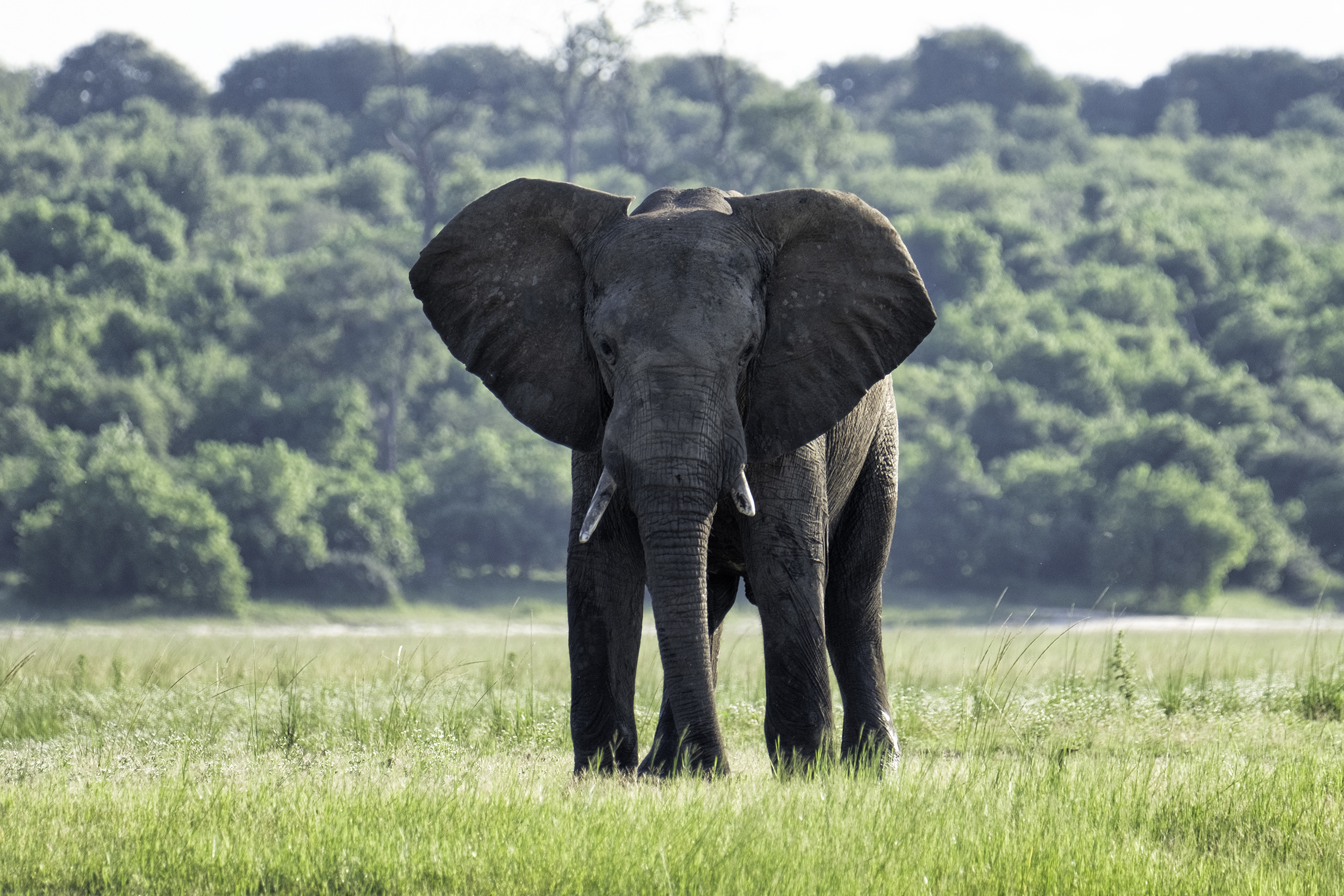 Chobe Park, Botswana