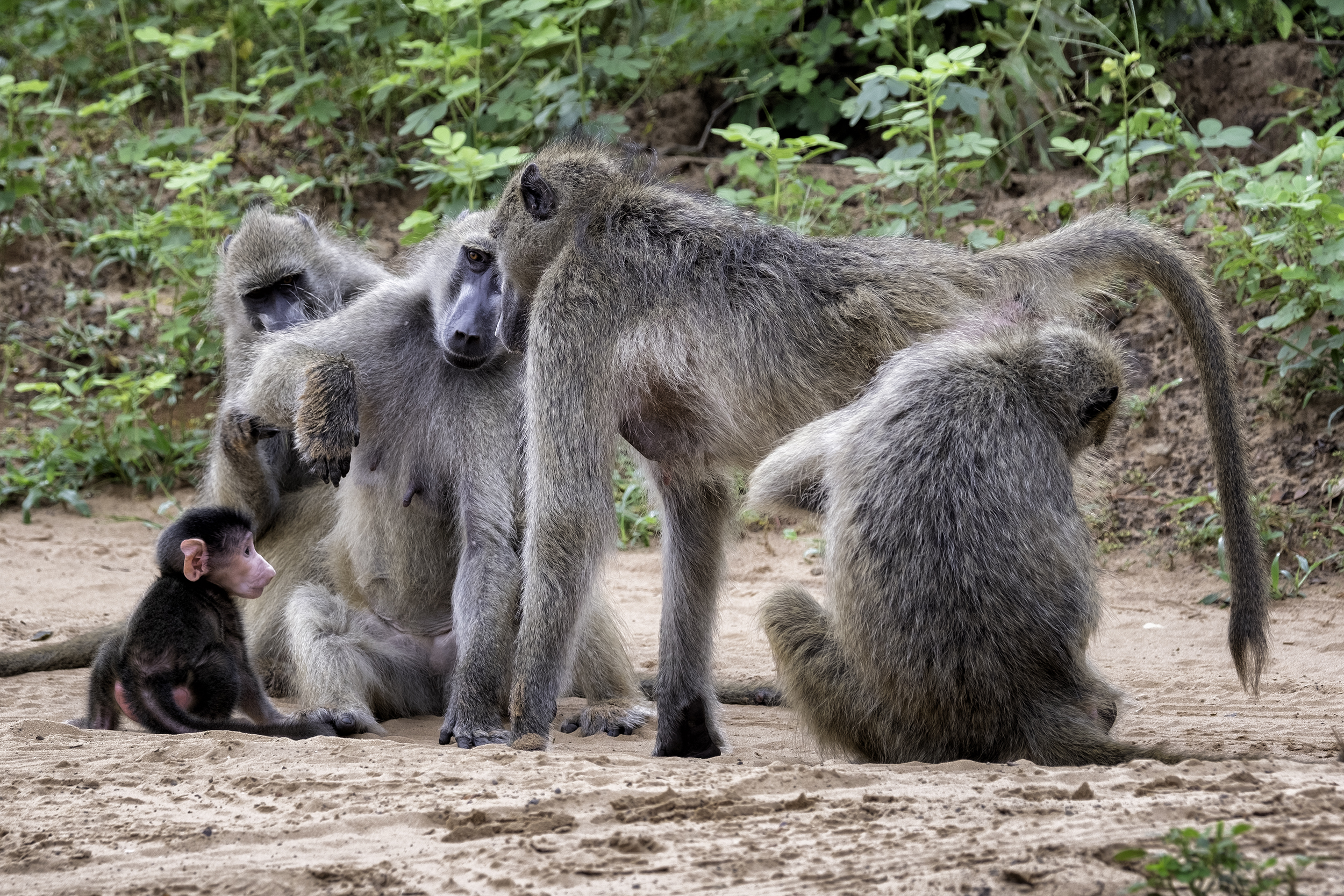 Chobe Park, Botswana