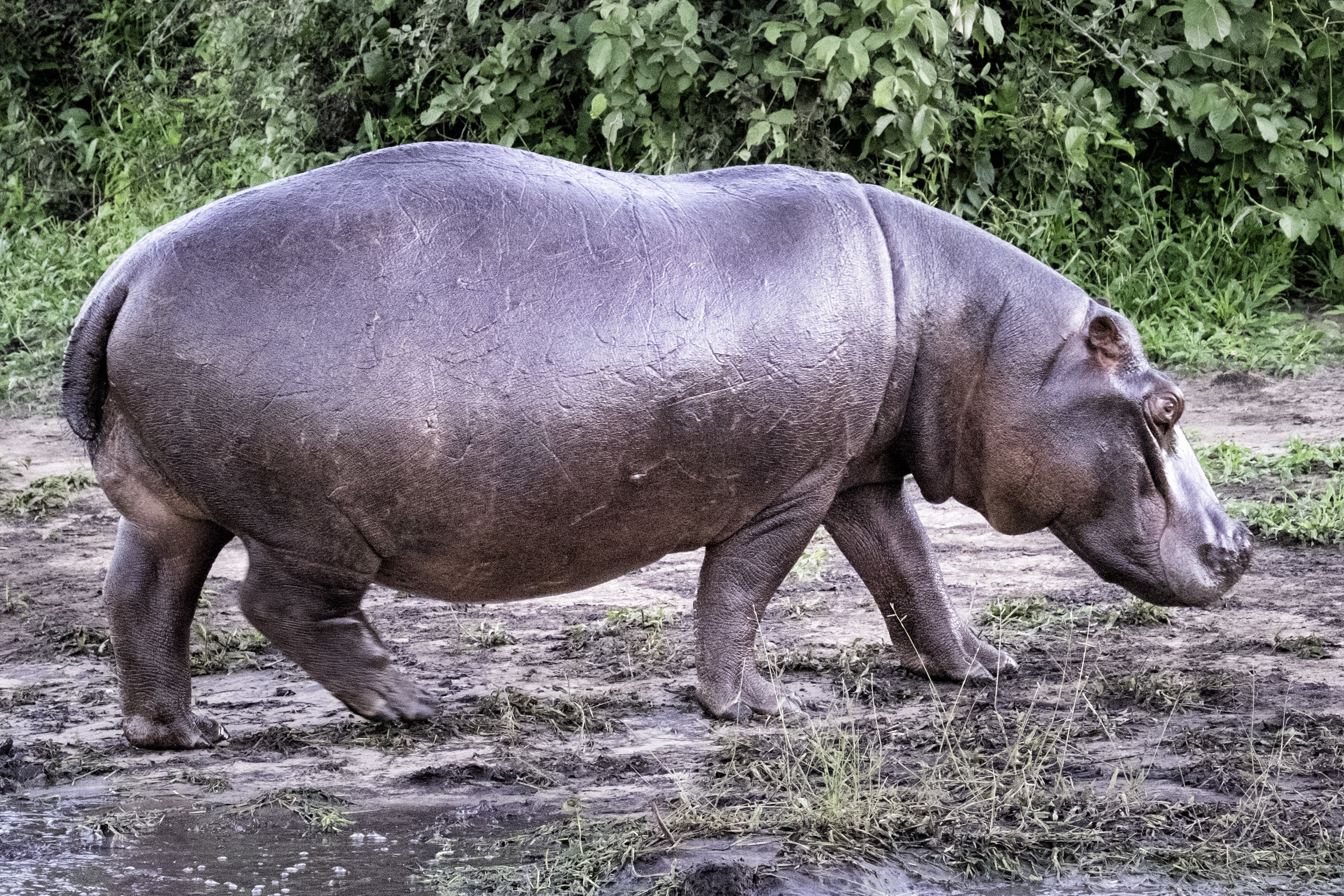 Chobe Park, Botswana