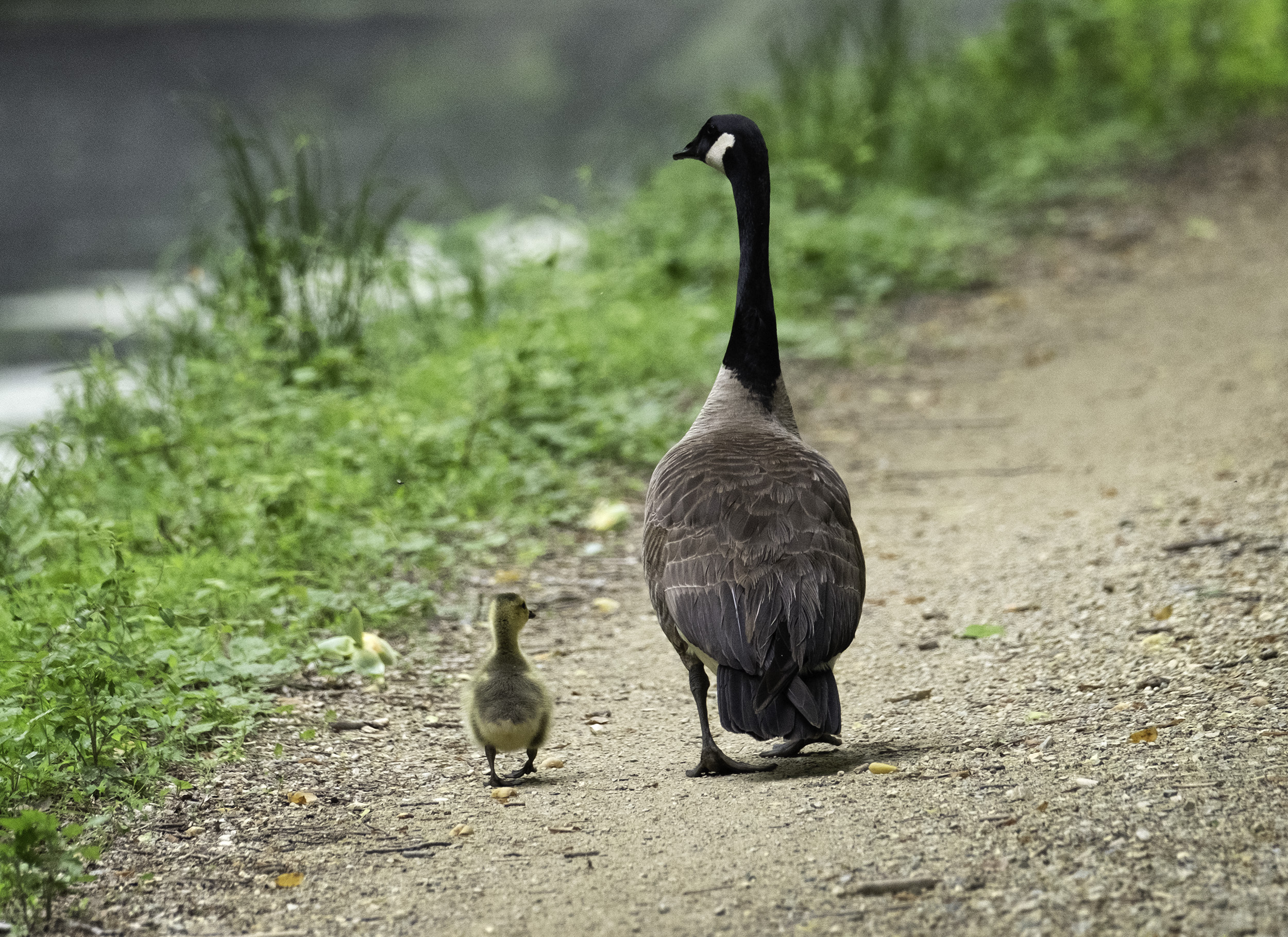 190509 XT2 Canal Birds  161-1.jpg