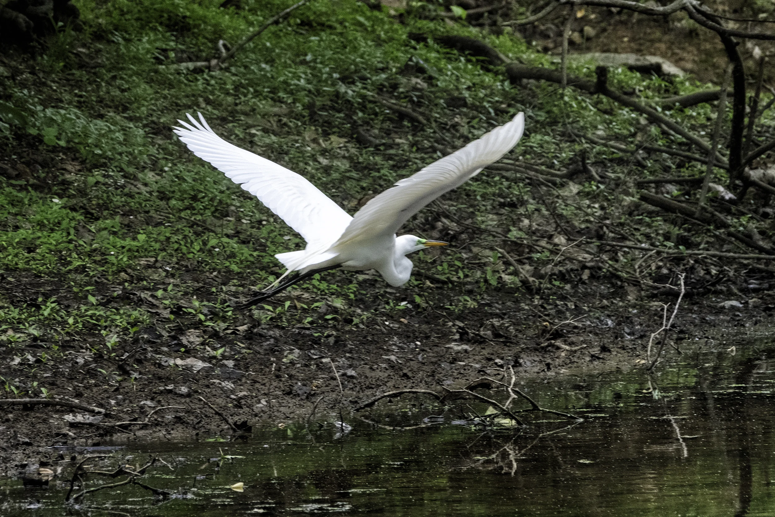 190509 XT2 Canal Birds  287-1.jpg