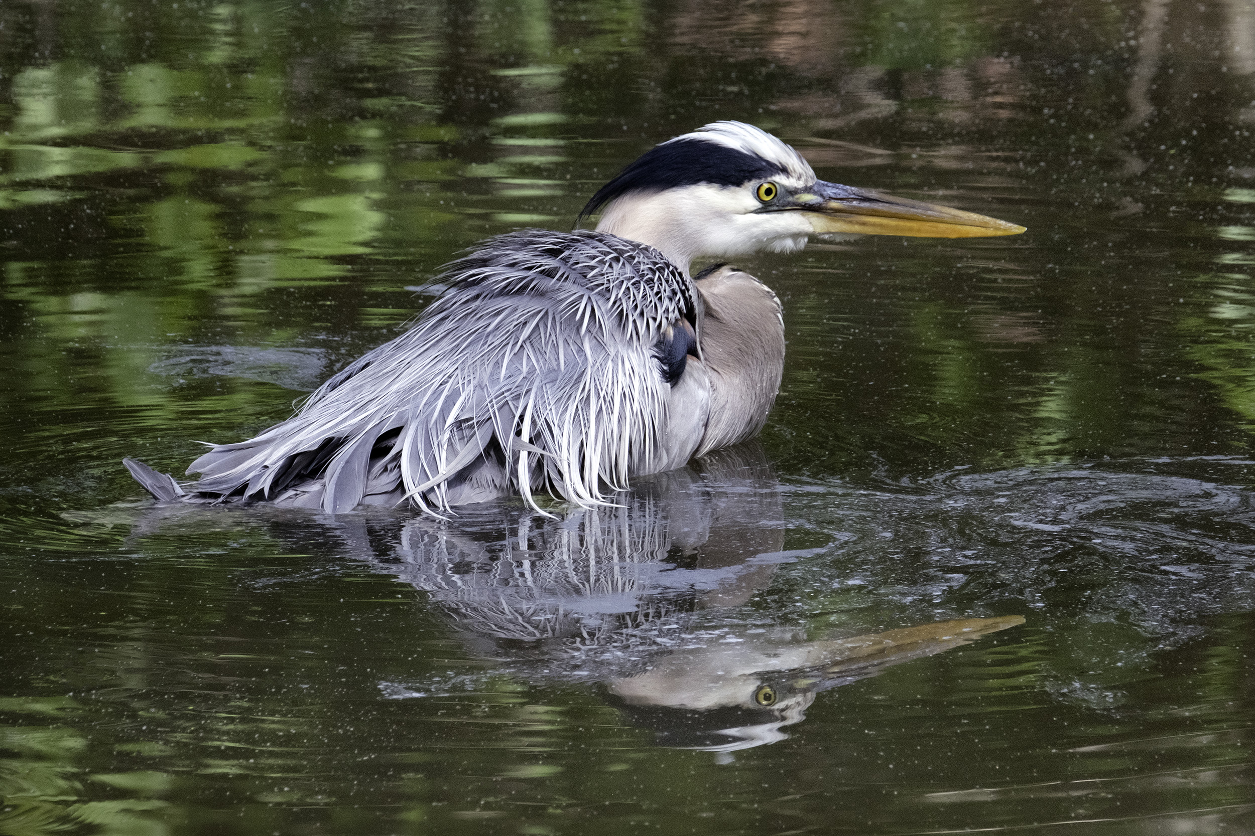 190509 XT2 Canal Birds  346-1 cln.jpg