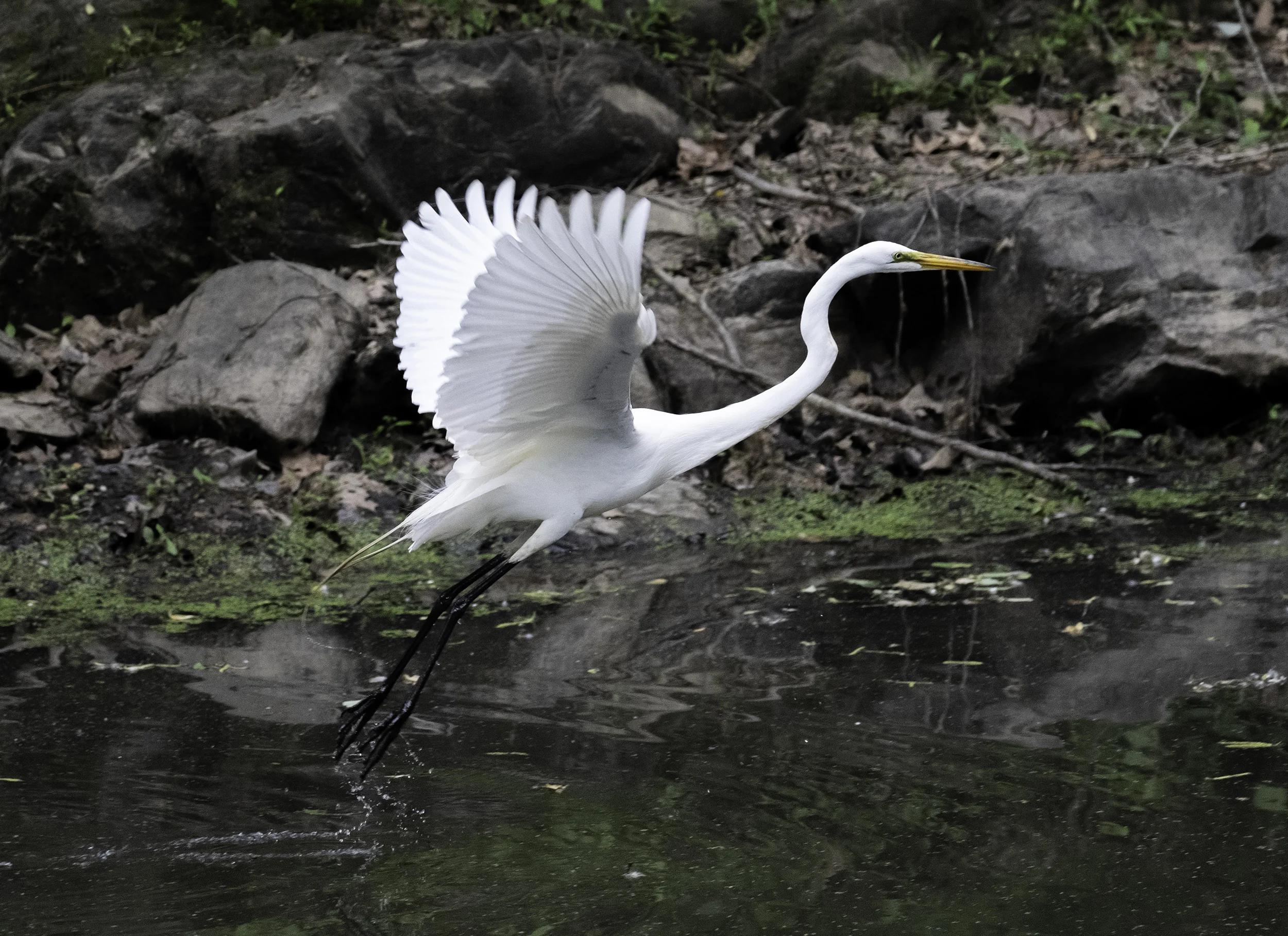 190514 XT2 Canal Birds  209-1.jpg
