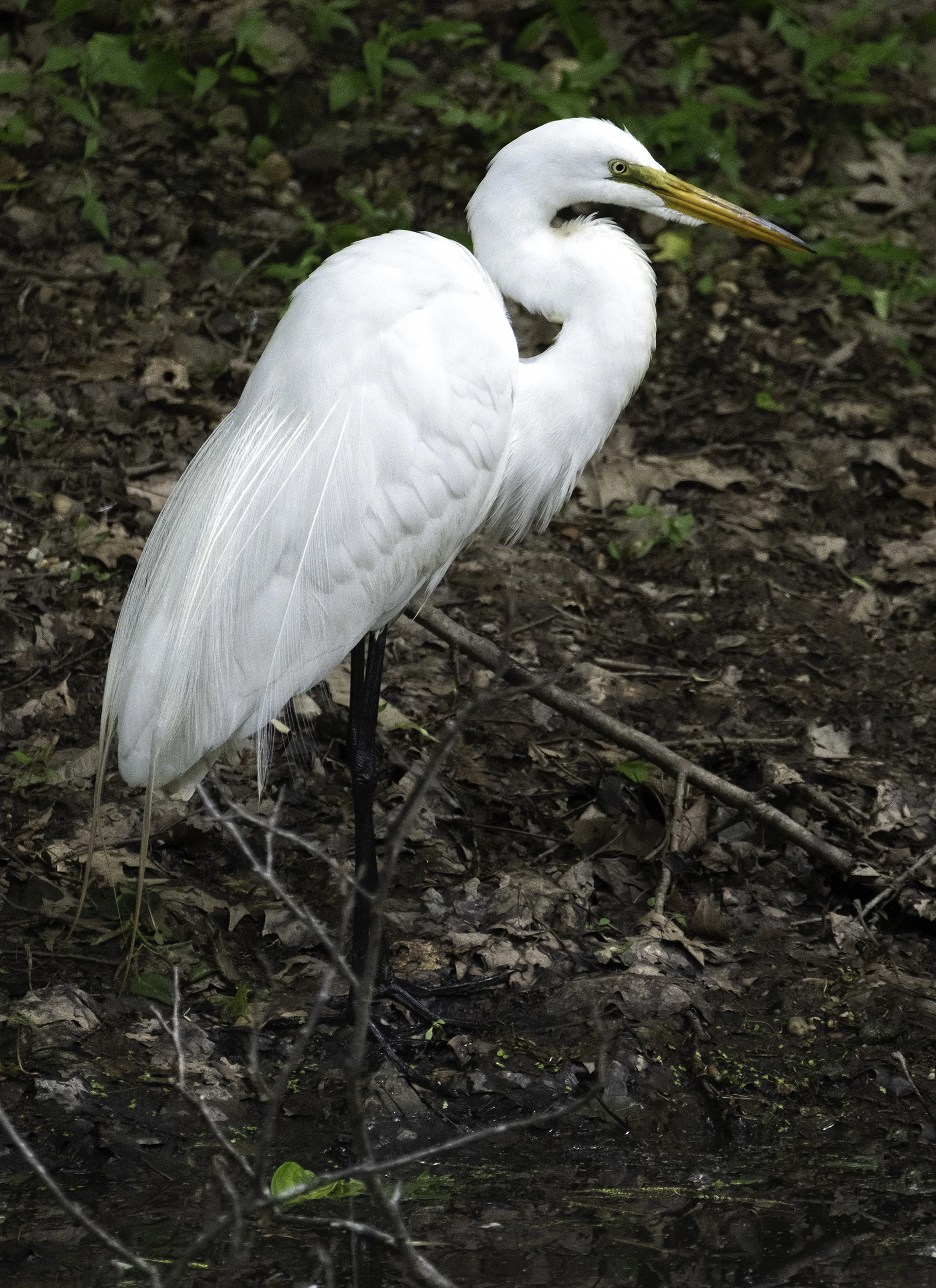 190514 XT2 Canal Birds  244-1 cln.jpg