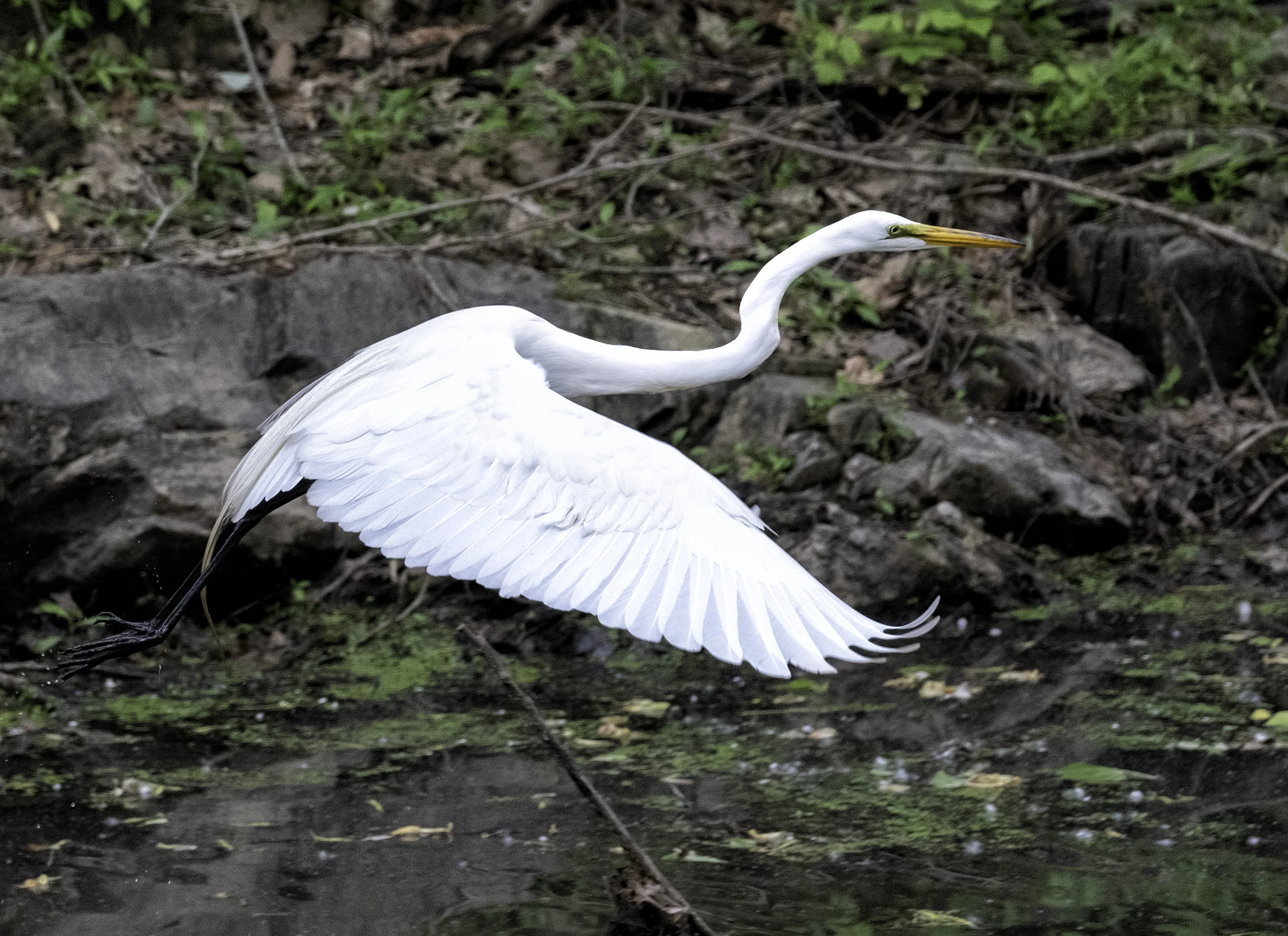 190514 XT2 Canal Birds  211-1.jpg
