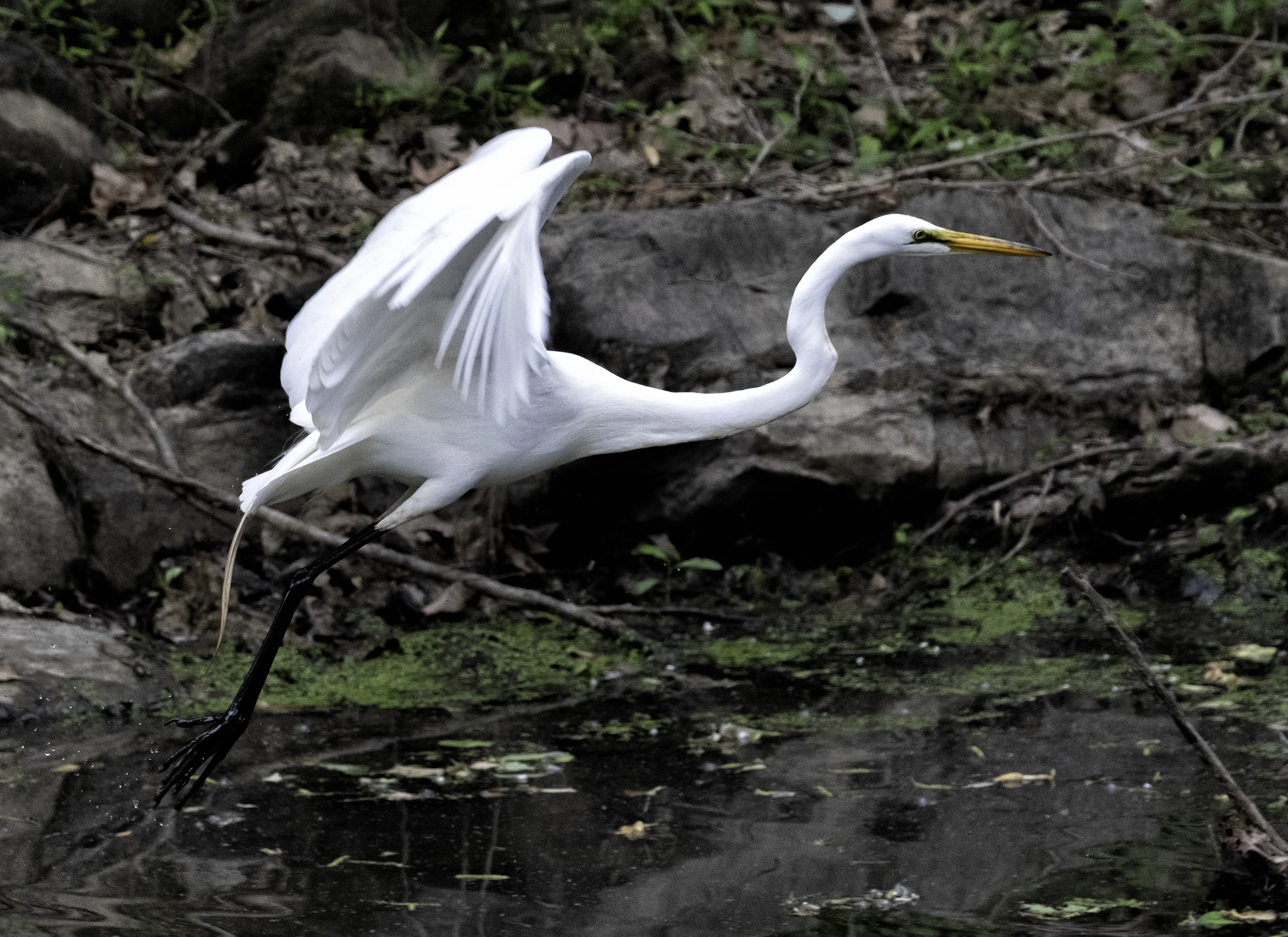 190514 XT2 Canal Birds  210-1.jpg