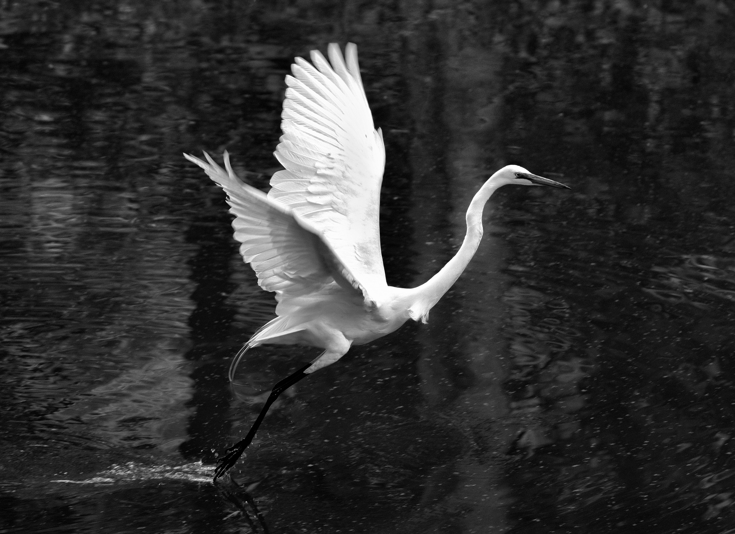 190514 XT2 Canal Birds  109-1 bw cln.jpg