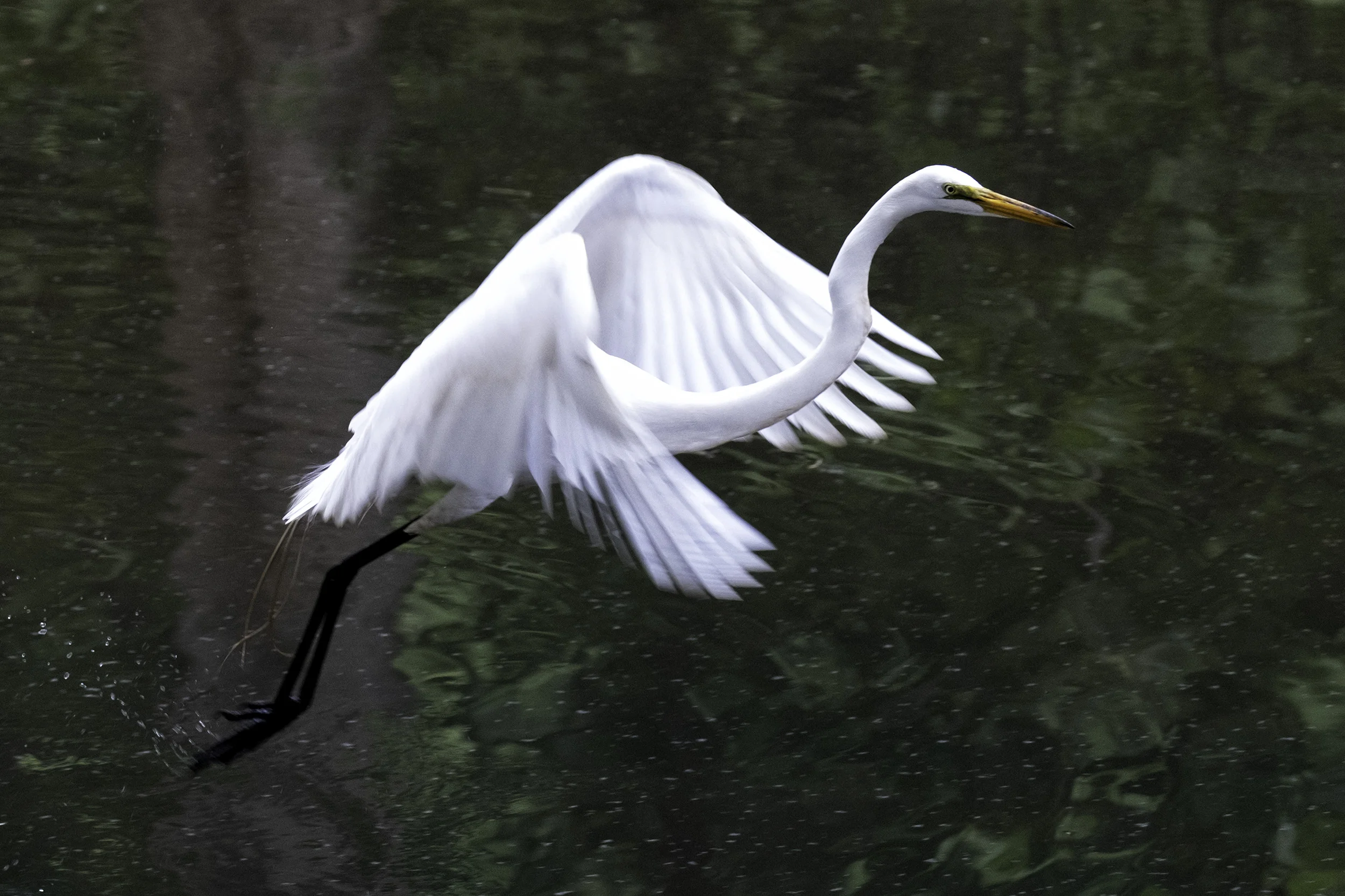 190514 XT2 Canal Birds  110-1 cln.jpg