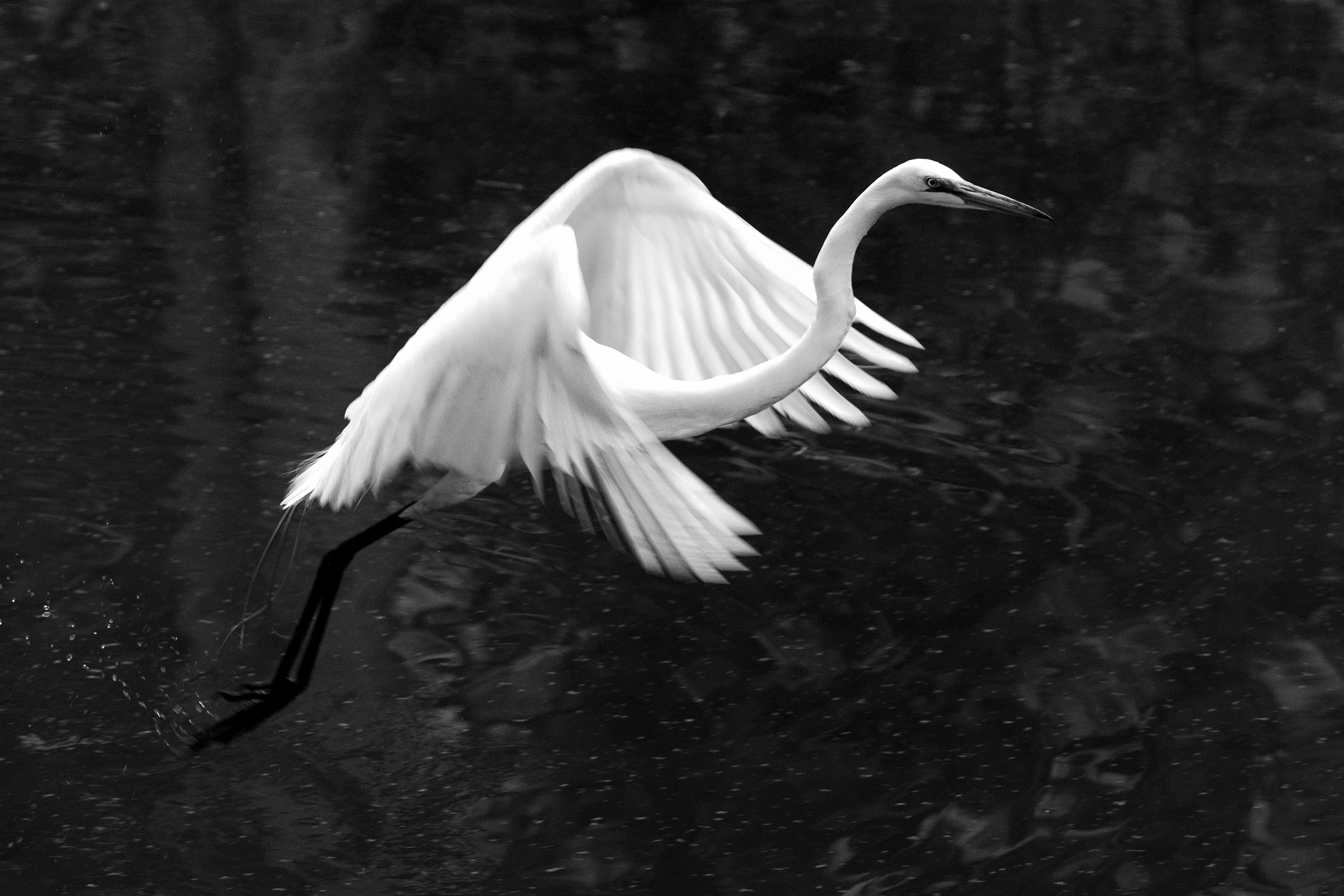 190514 XT2 Canal Birds  110-1 cln bw.jpg