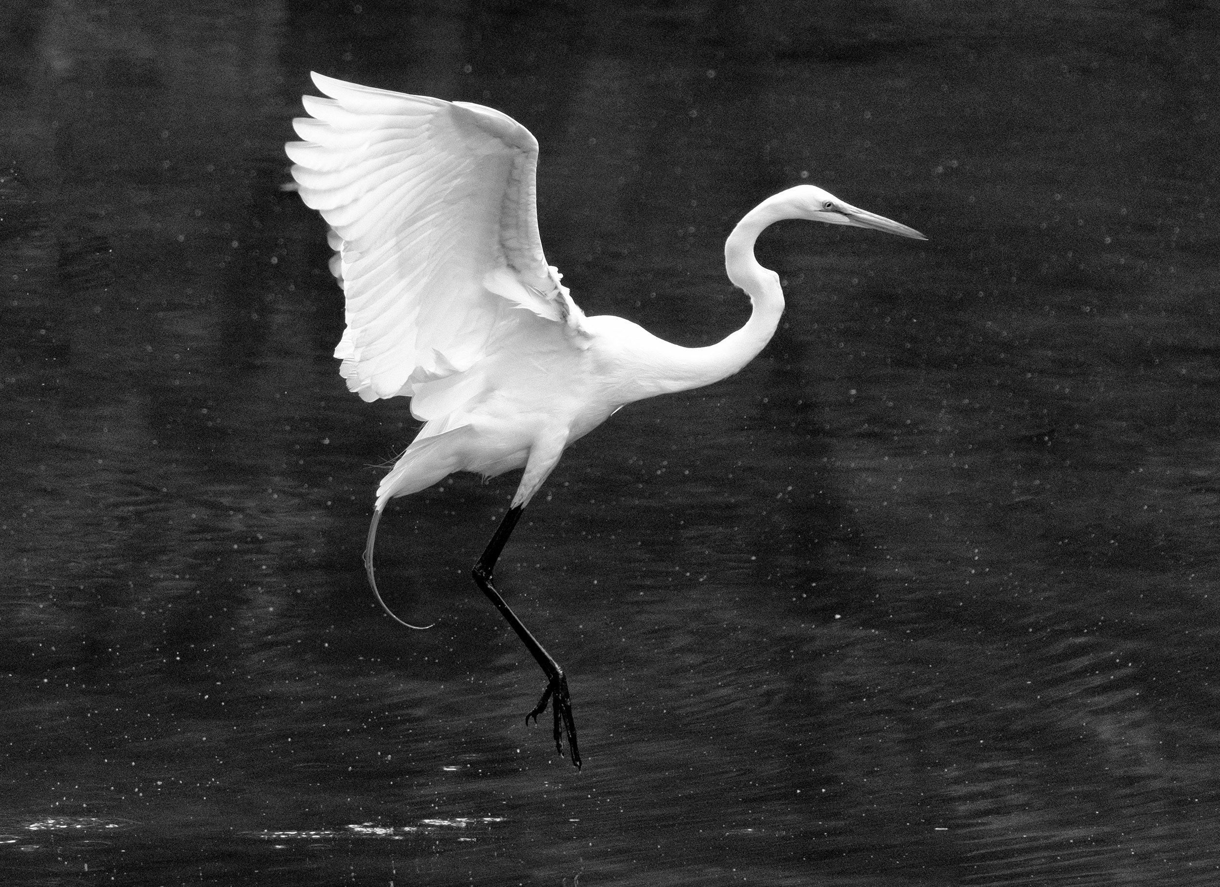 190518 Canal Birds XT2 117-1 flt bw.jpg