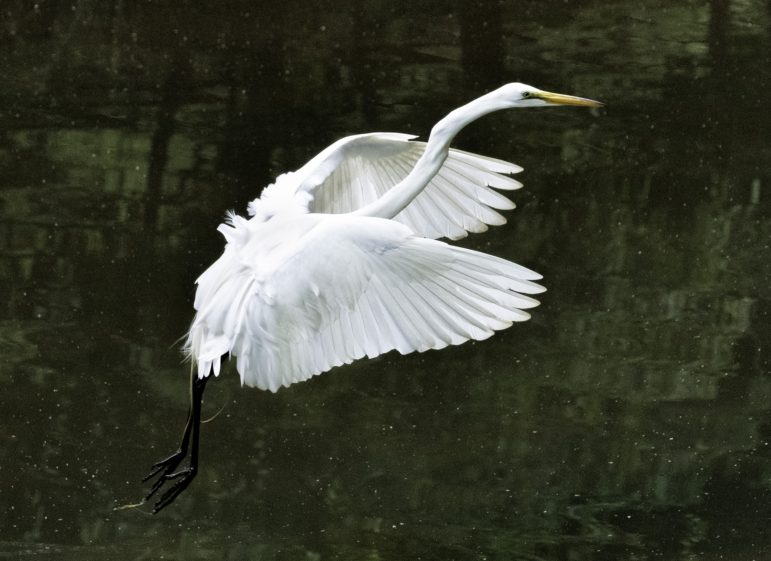 190518 Canal Birds XT2 184-1.jpg