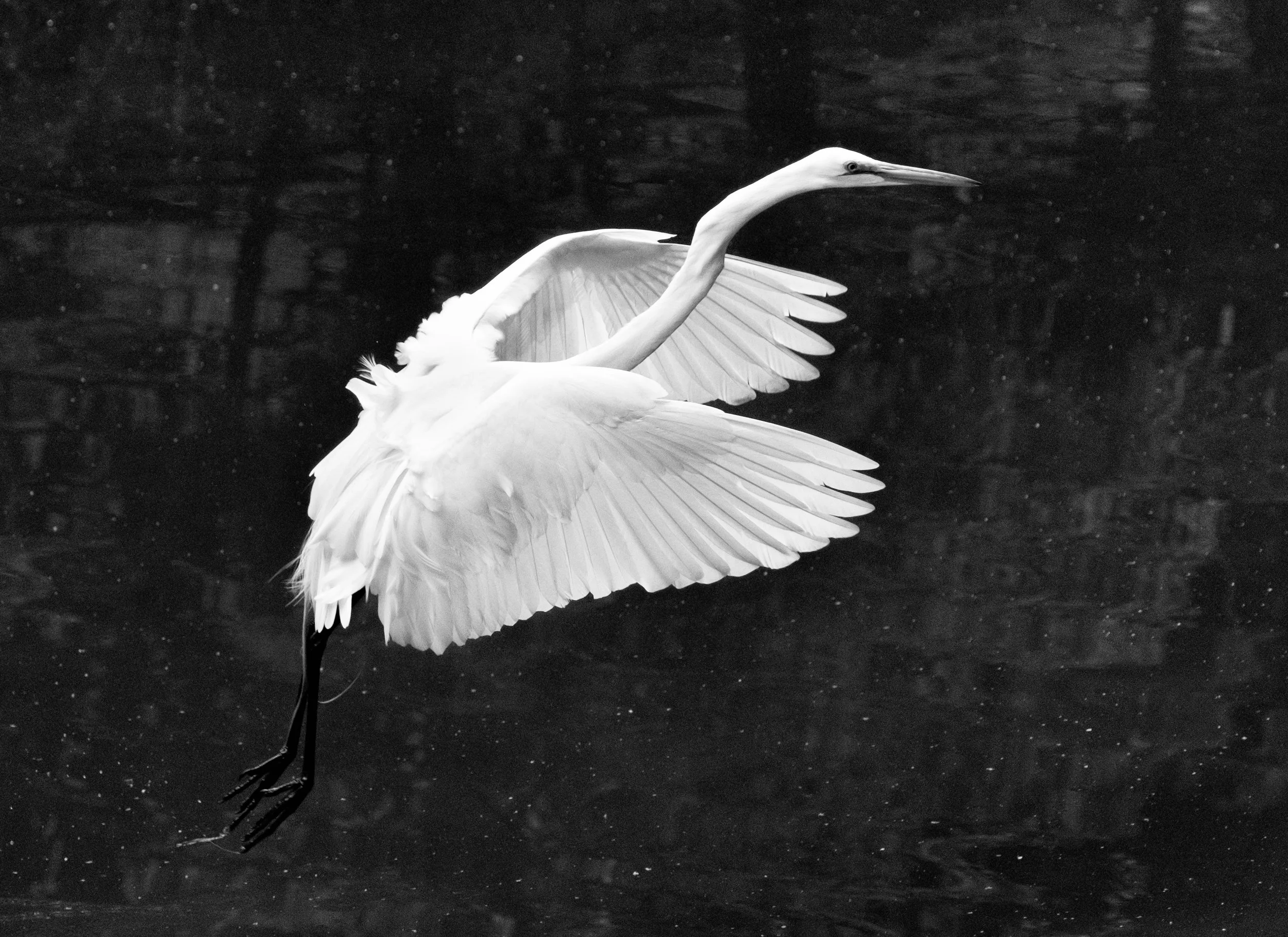 190518 Canal Birds XT2 184-1 bw.jpg