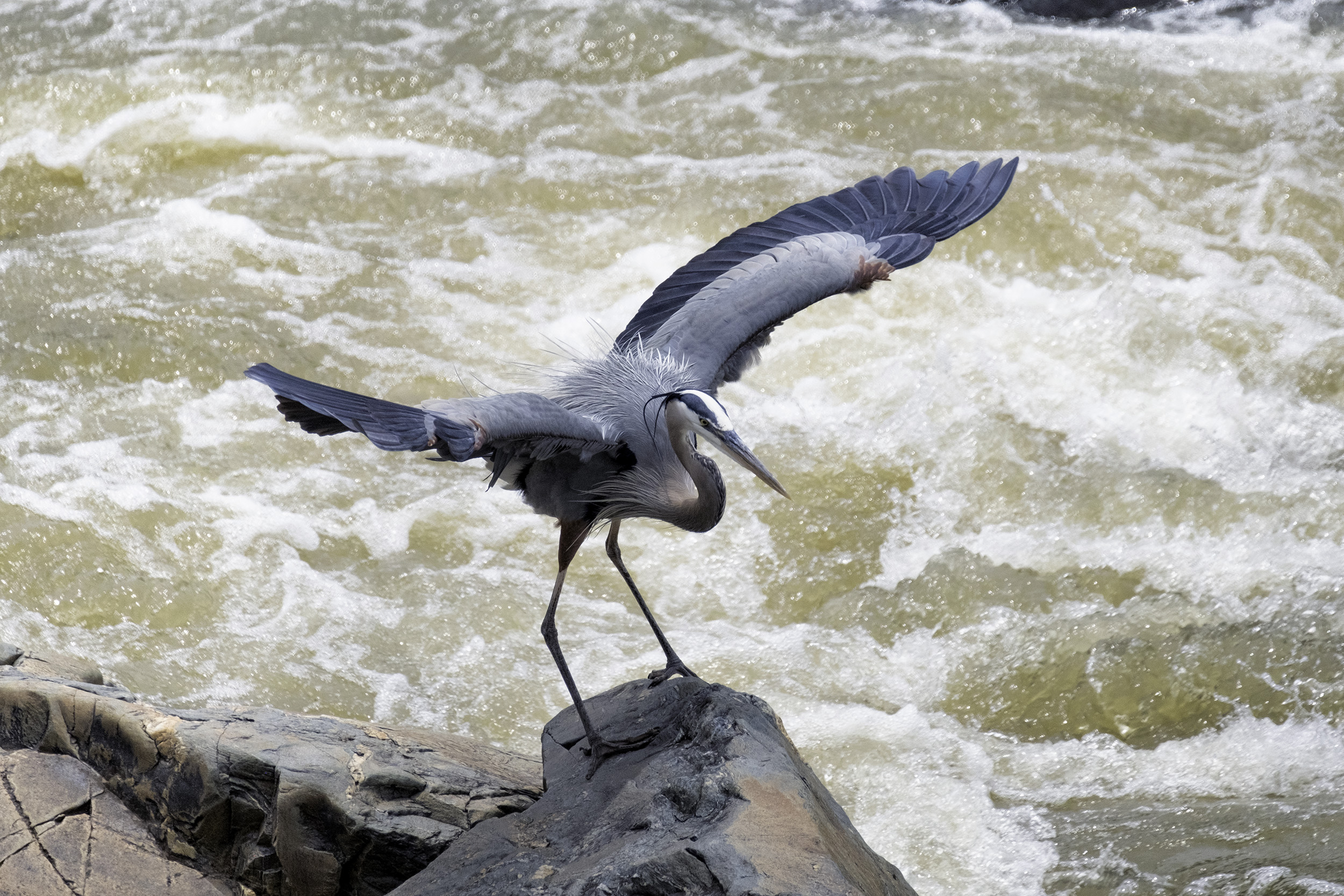 190522 Great Falls Heron 035-1.jpg