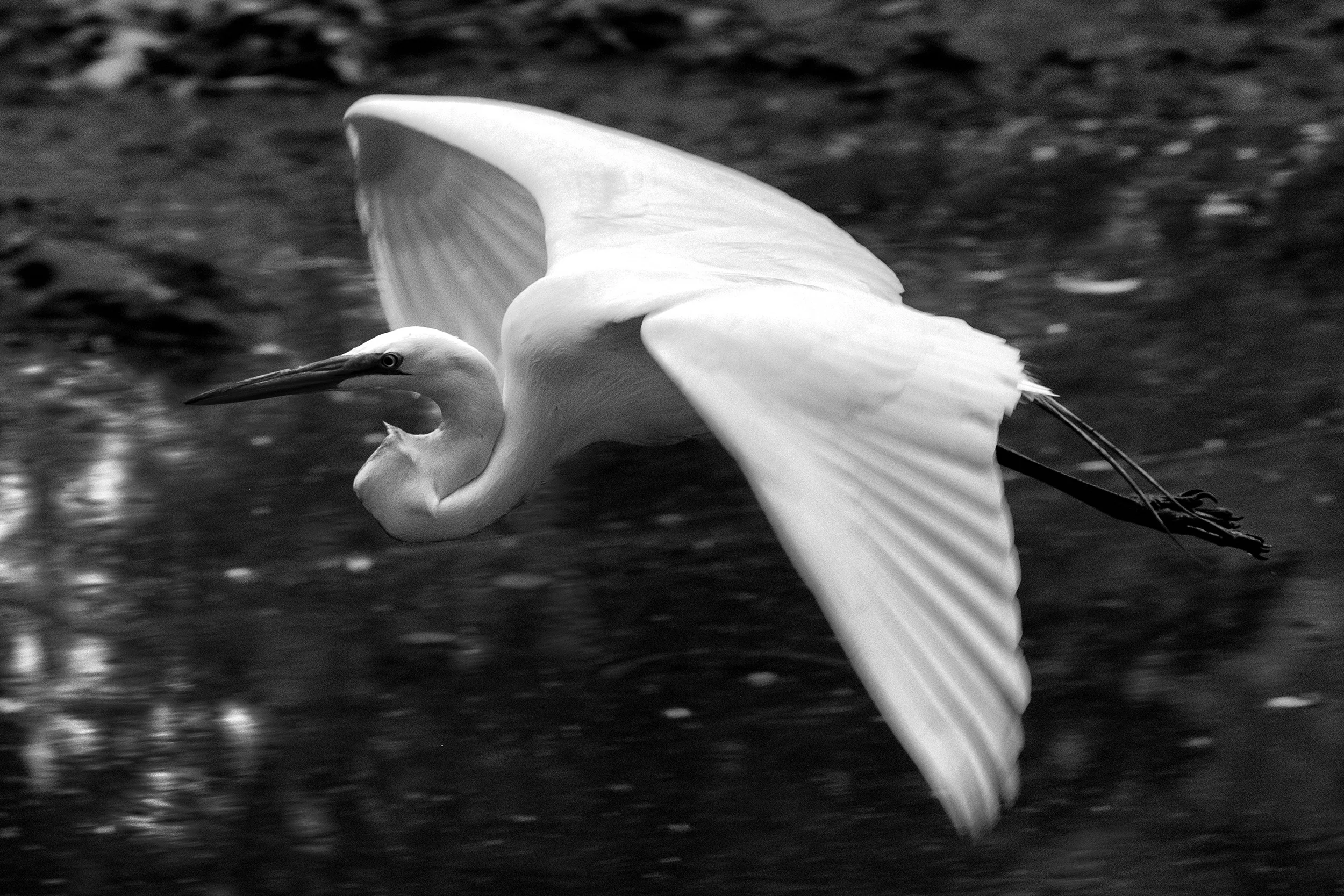 190527 Herons 51-1 bw.jpg