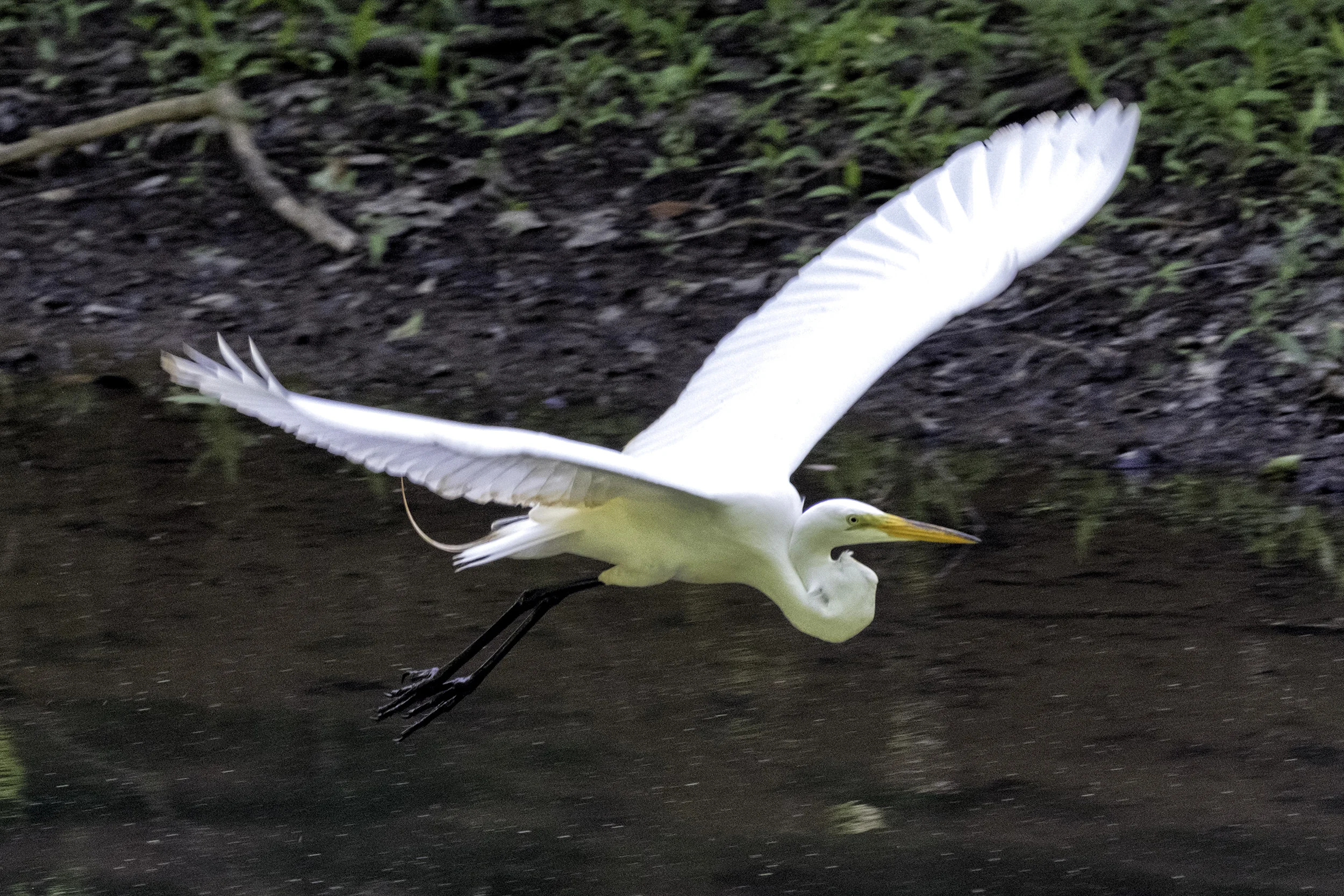 190525 GF Herons 013-1.jpg