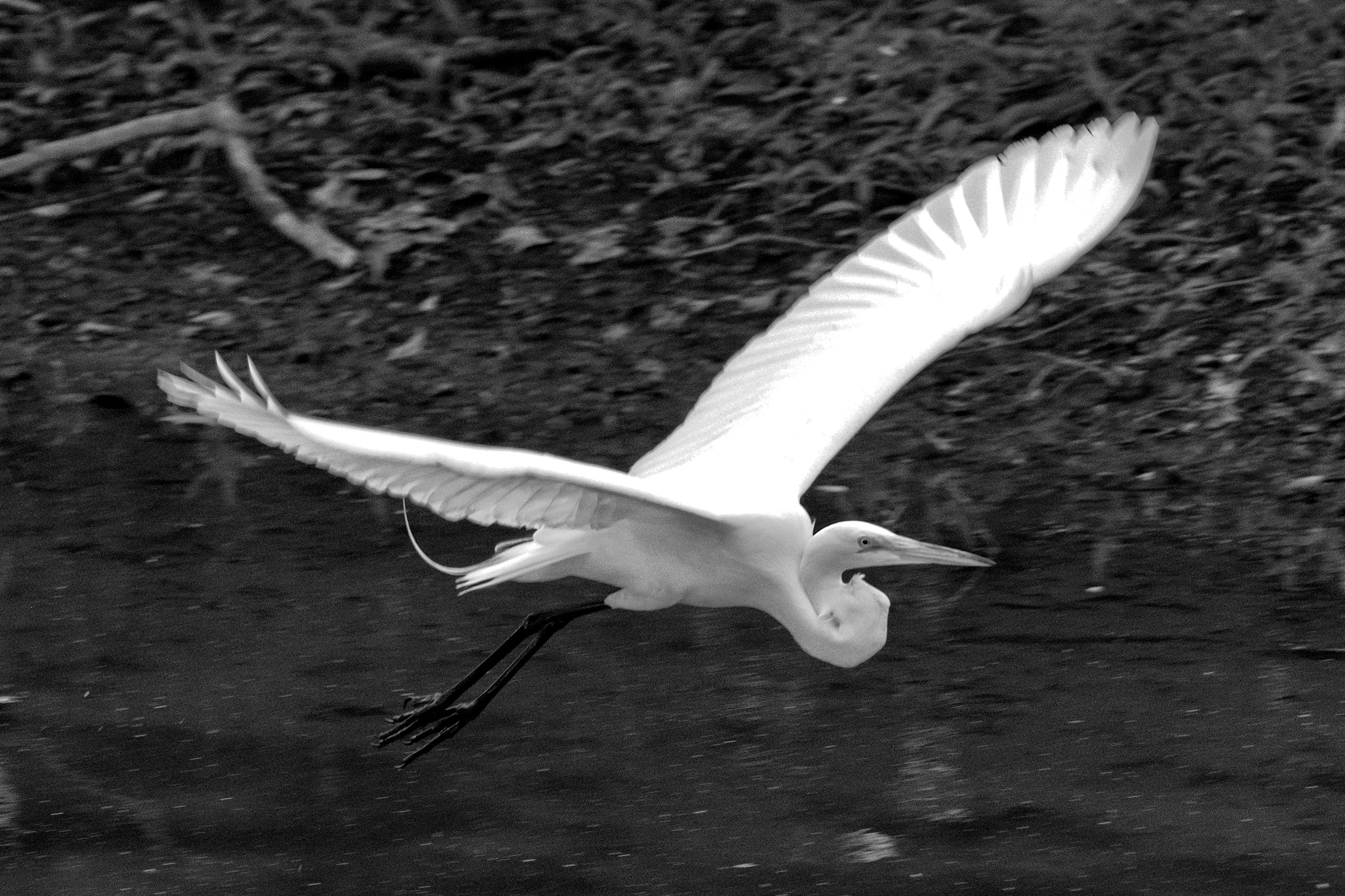 190525 GF Herons 013-1 bw.jpg