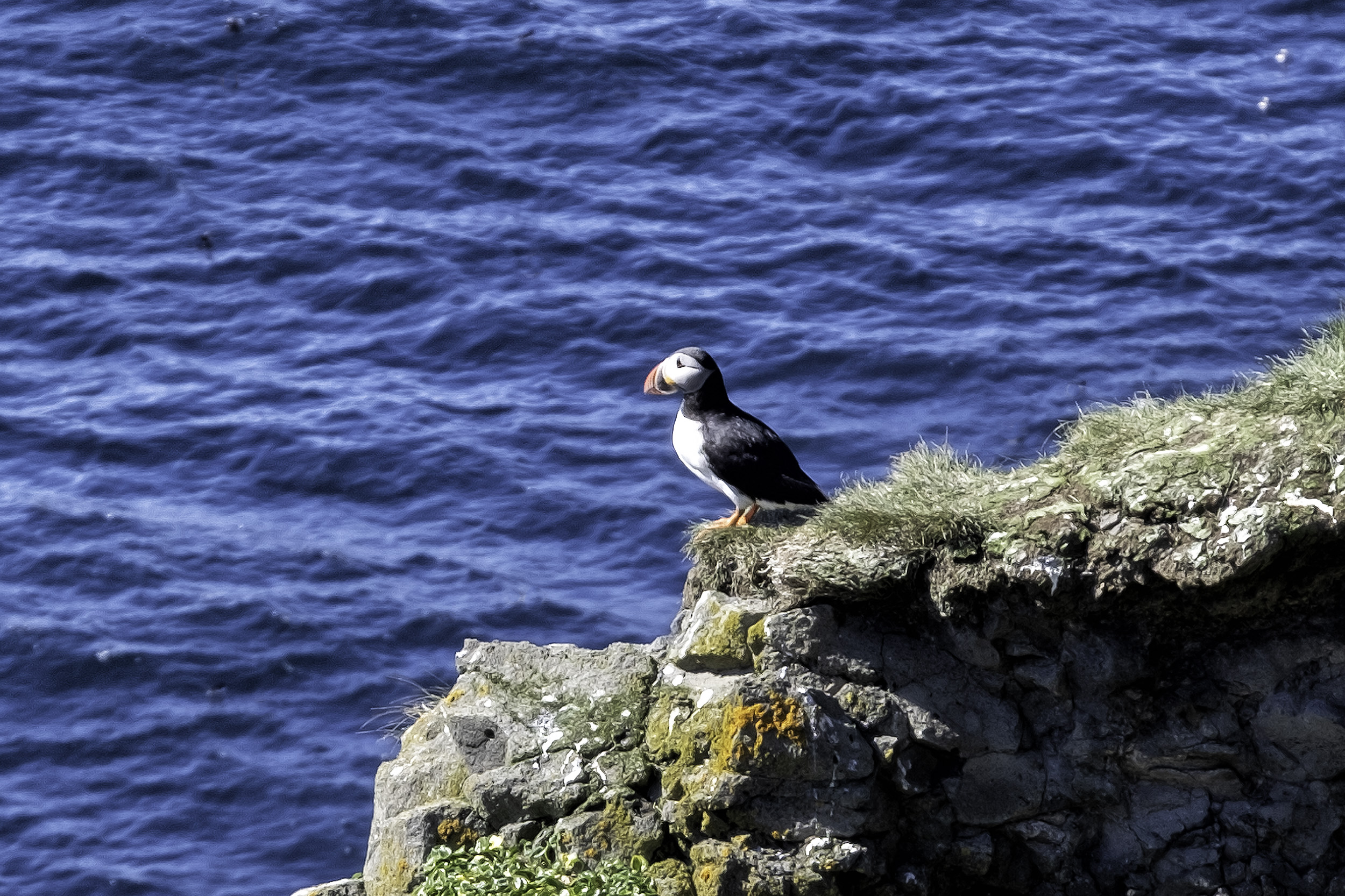 Grimsey Island Puffin