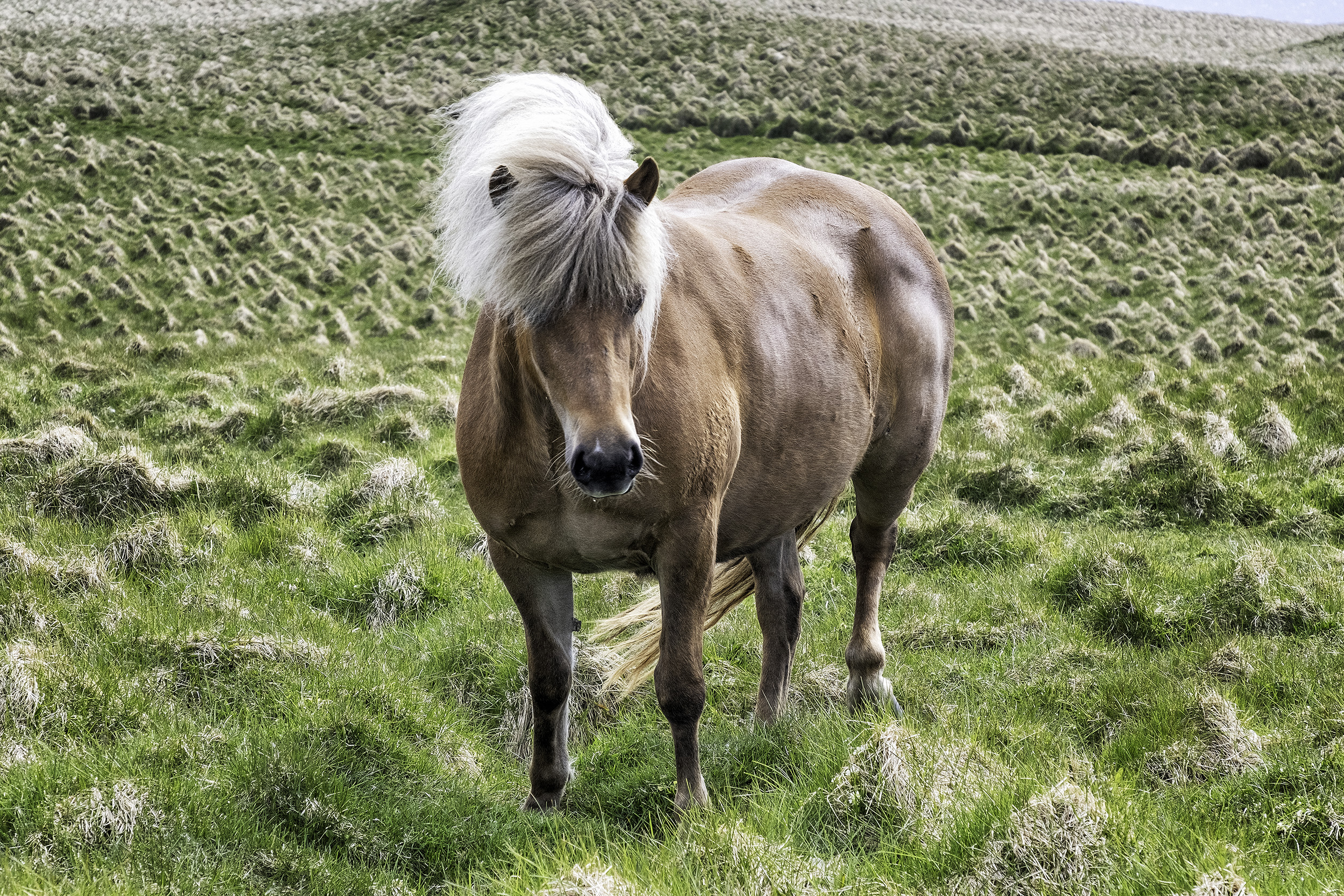 Icelandic Horse, Grimsey Island