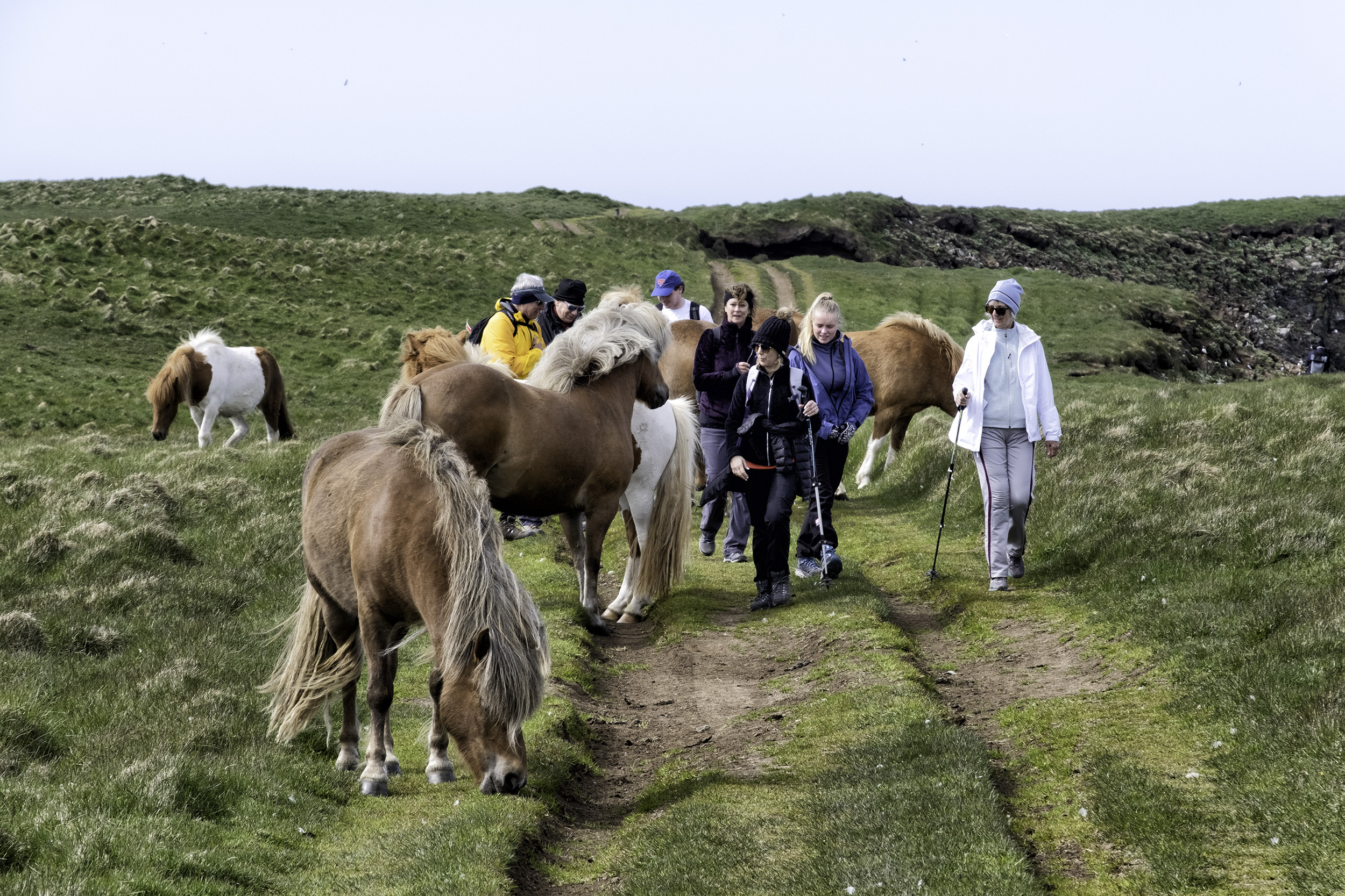Icelandic Horses, Grimsey Island