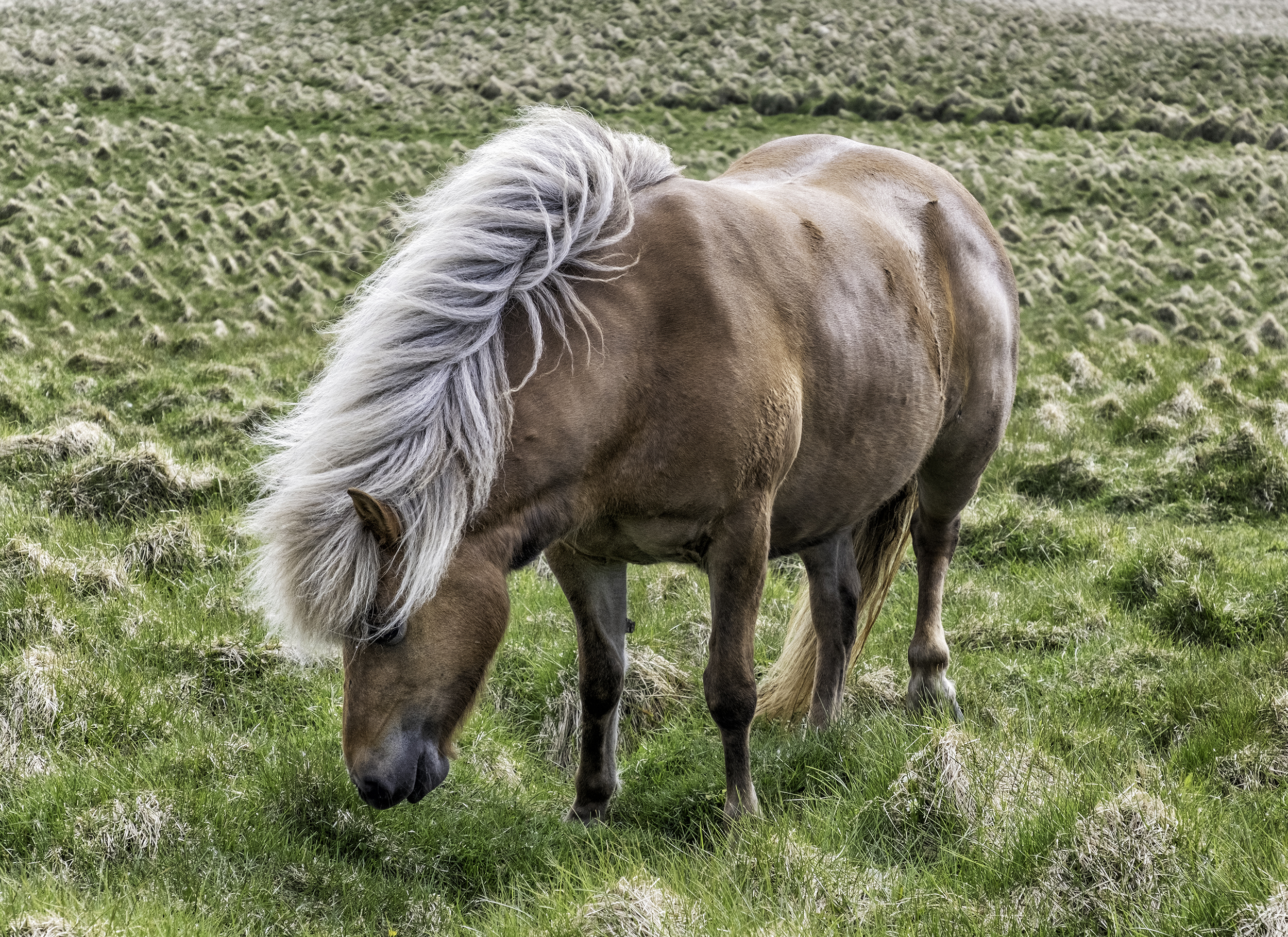 Icelandic Horse