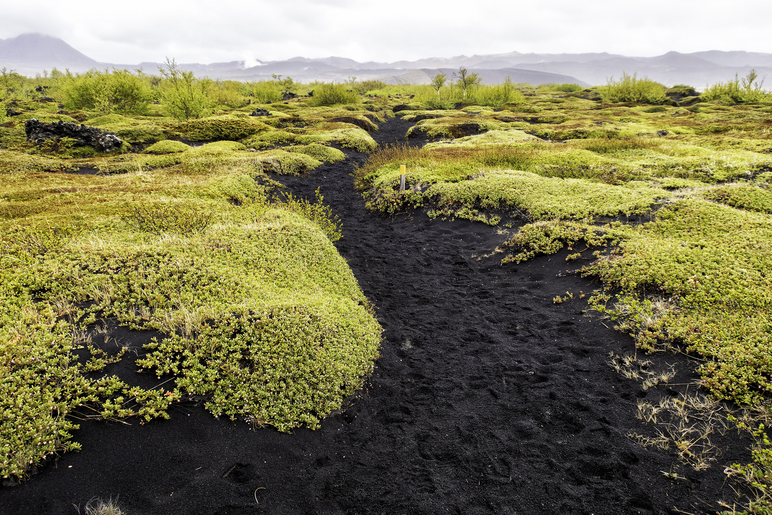 Yellow wildflowers and volcanic sand in Iceland