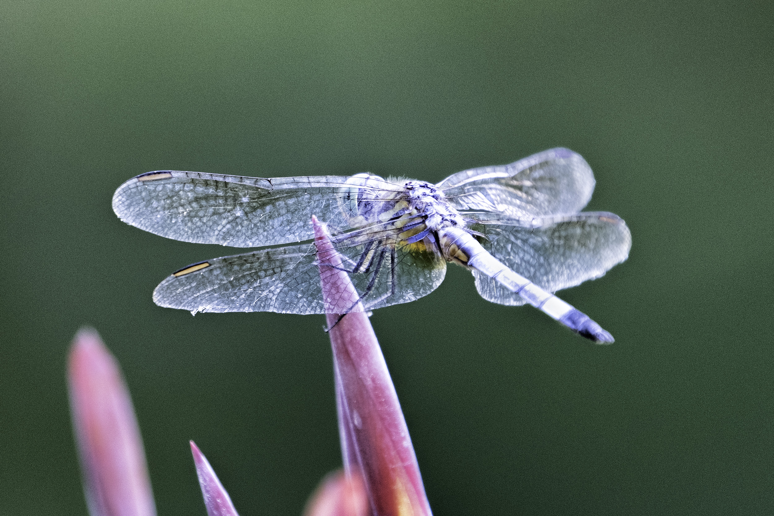 Kenilworth Gardens Dragonfly