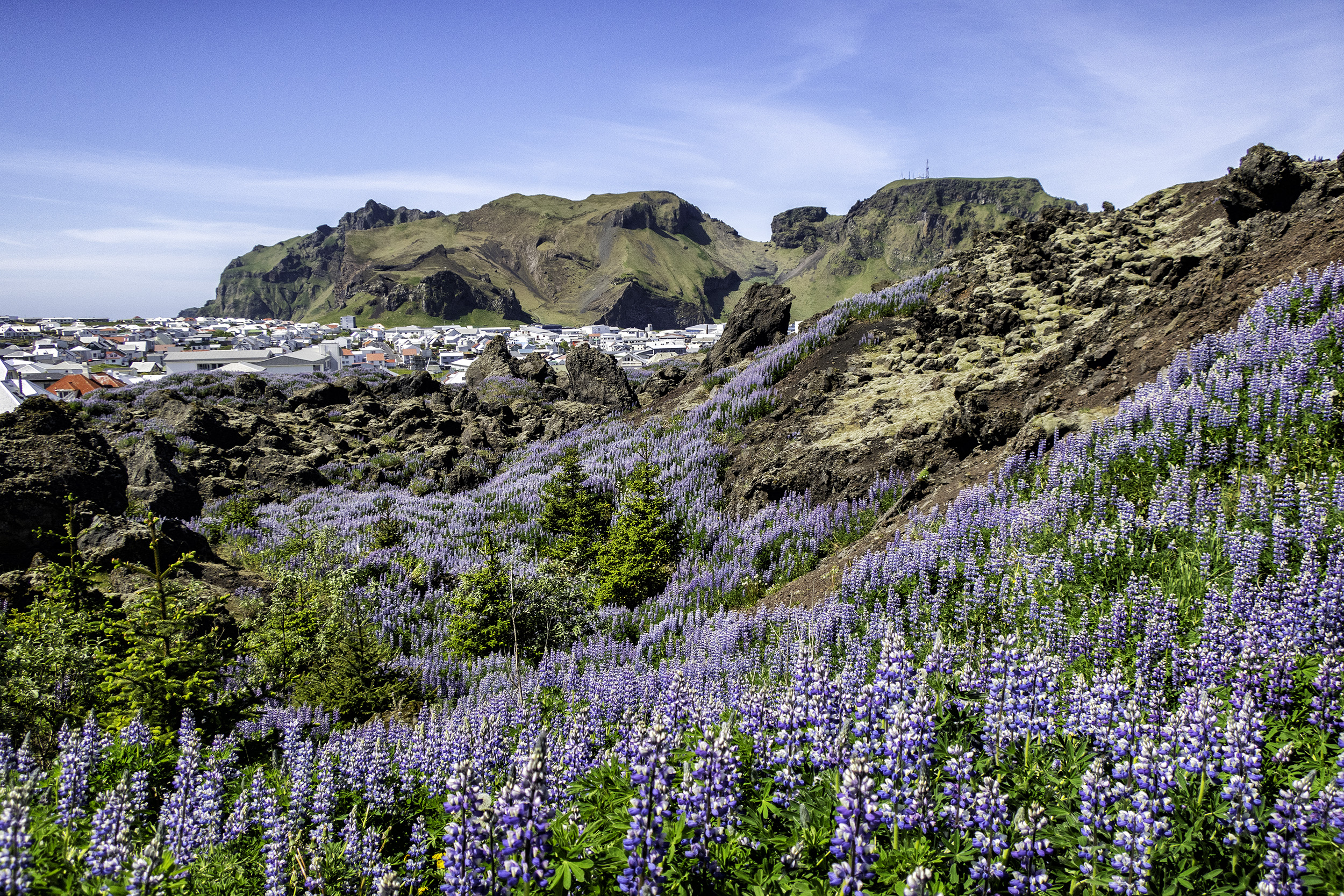 Alaskan Lupine on Heimaey Island