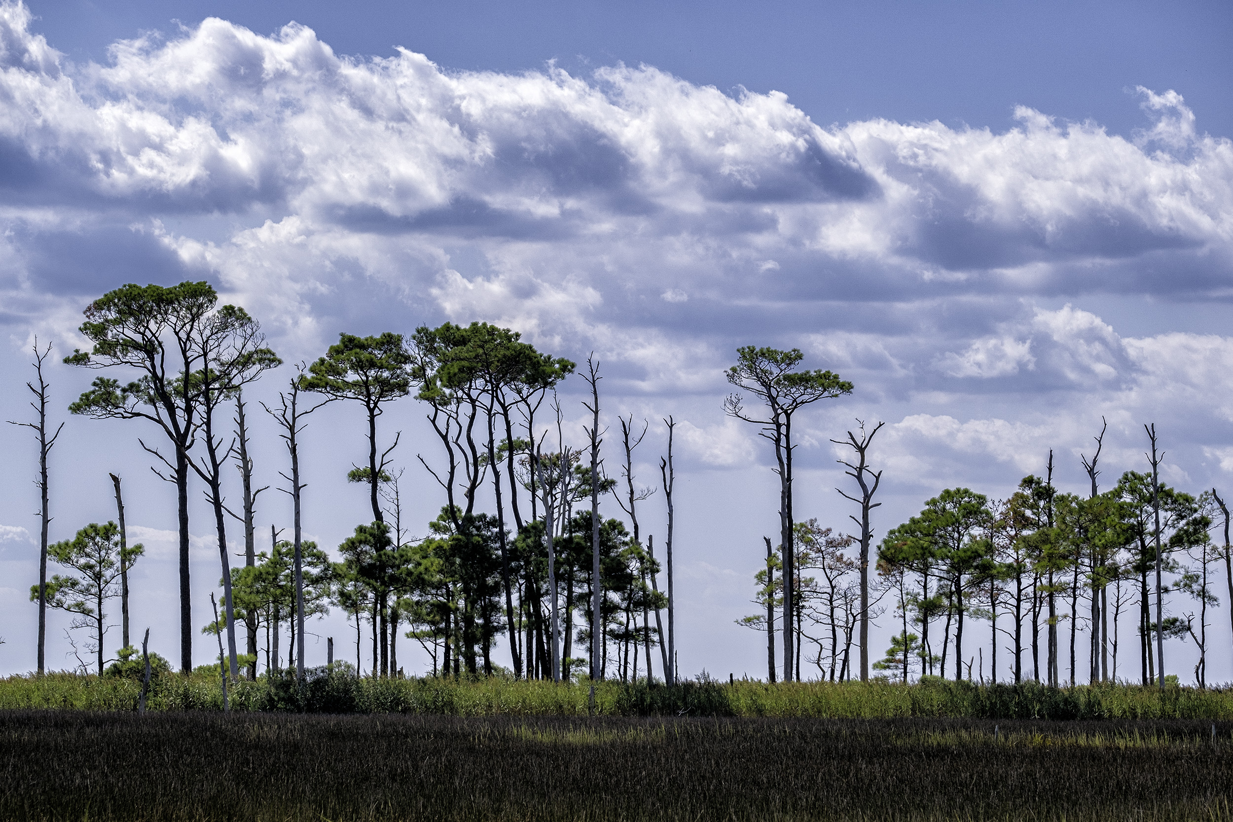 Hooper's Island, September Morning