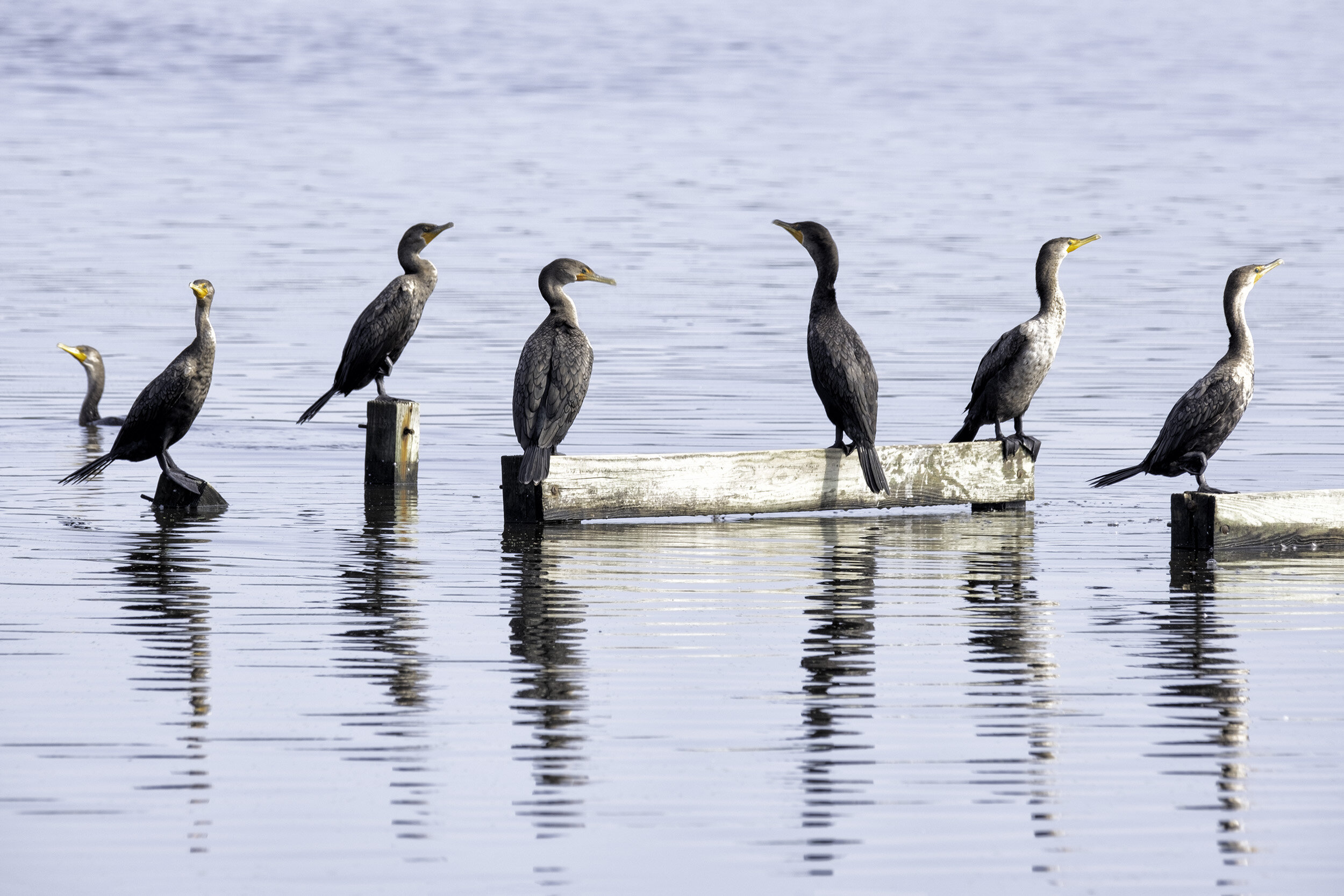 Cormorants, BNWR, September Morning