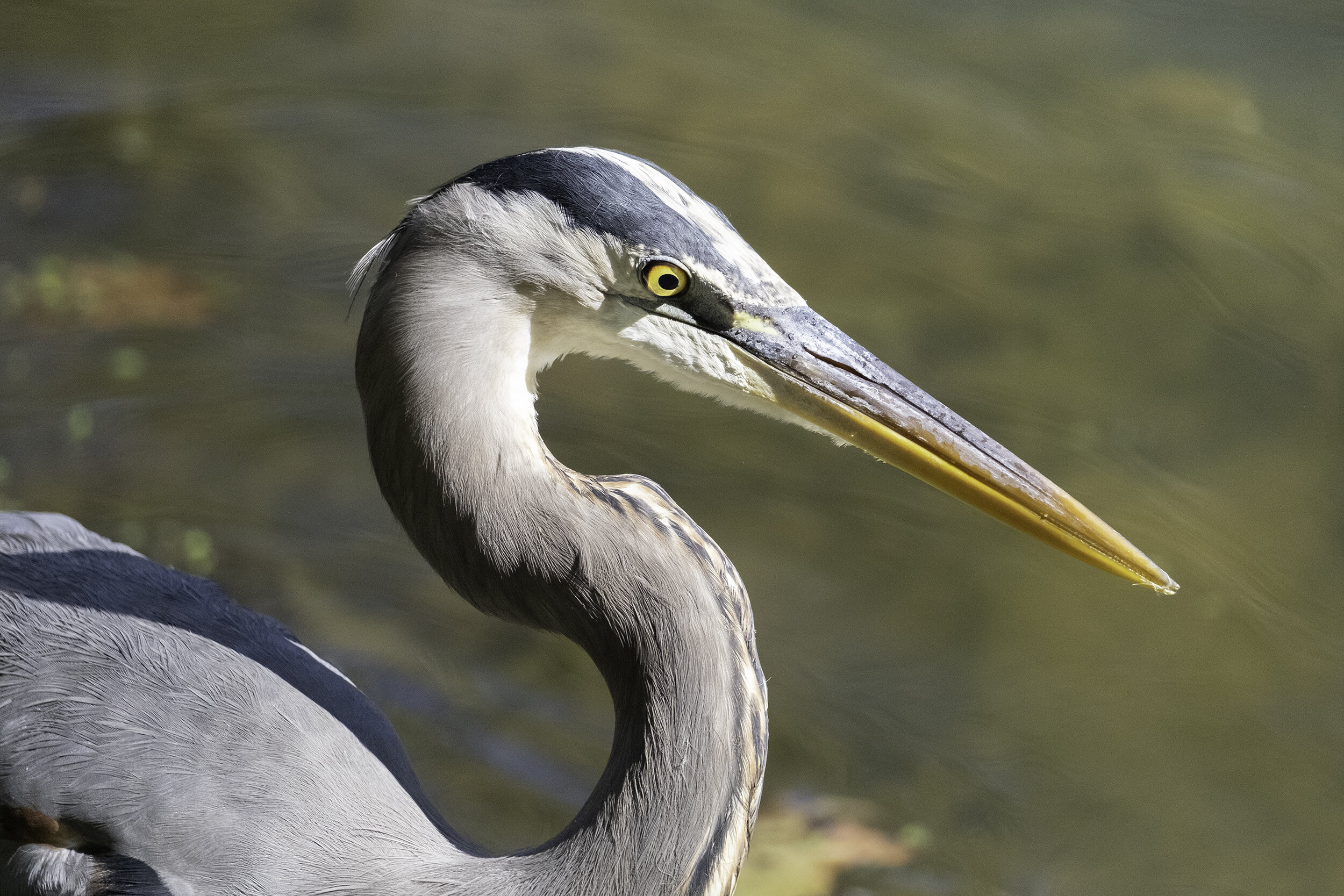 Great Blue Heron, C&amp;O Canal, October Morning