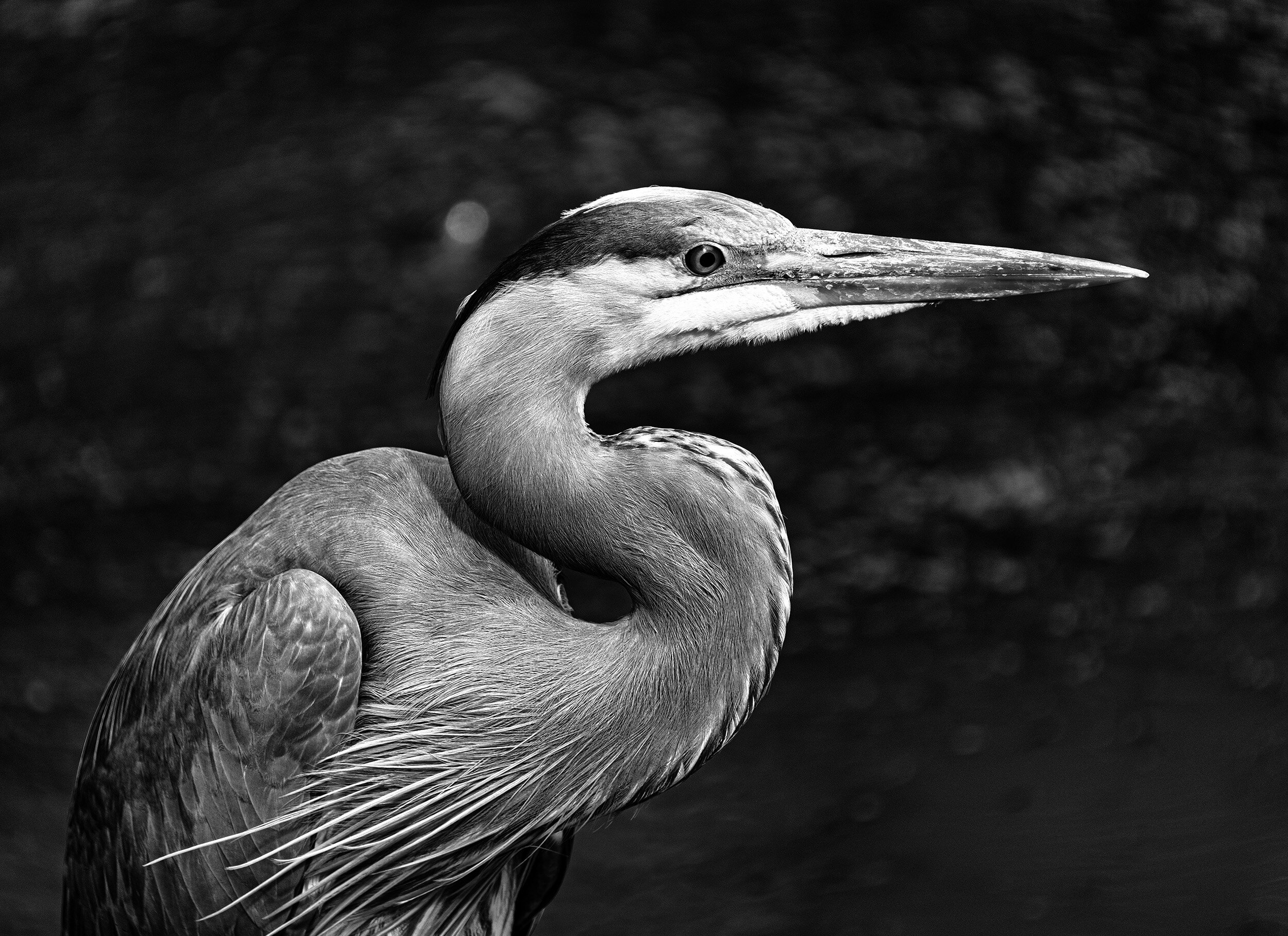 190530 Herons and Kyaks 10-1 bw.jpg