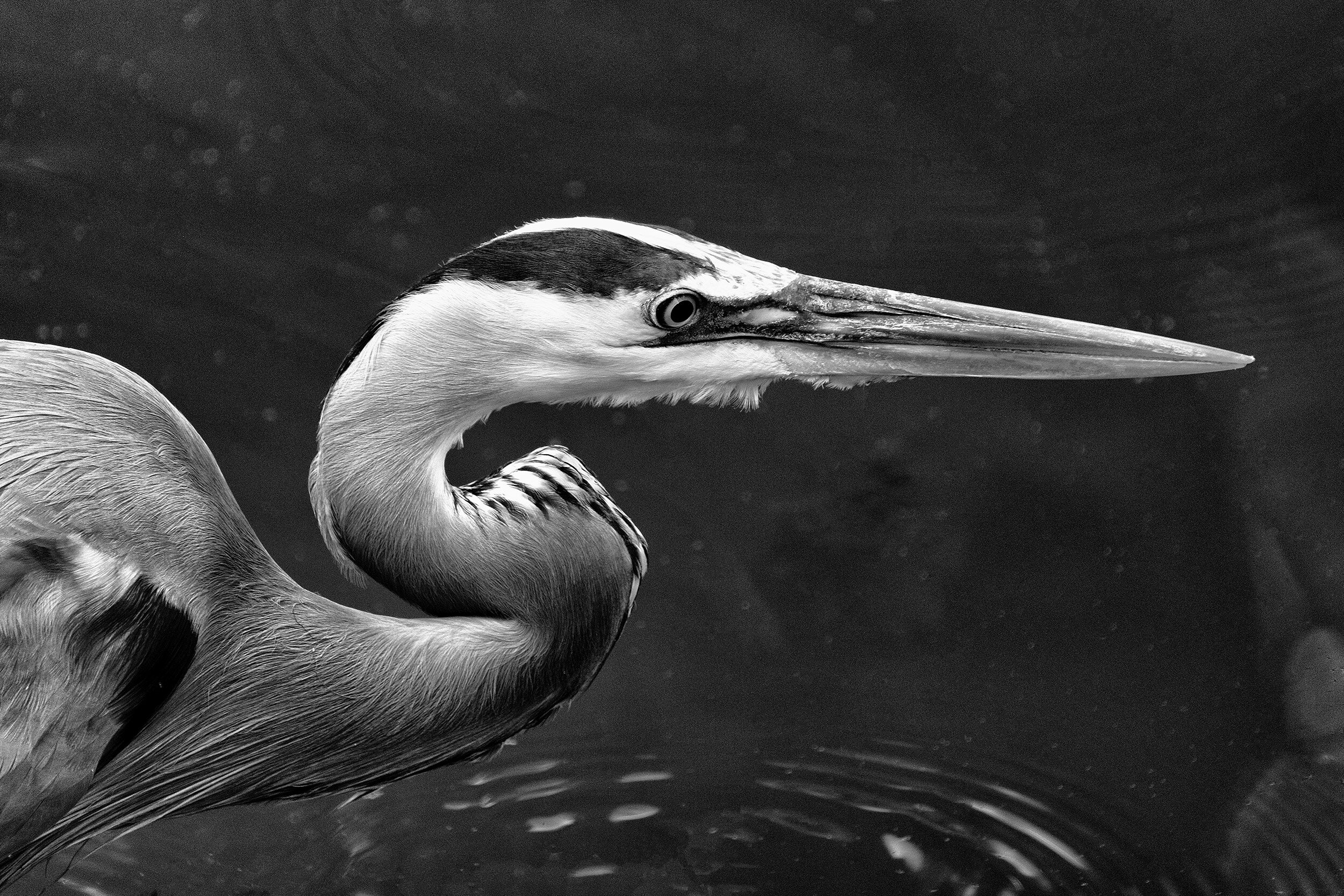 190515 Canal Birds XT2 013-1 cln bw.jpg