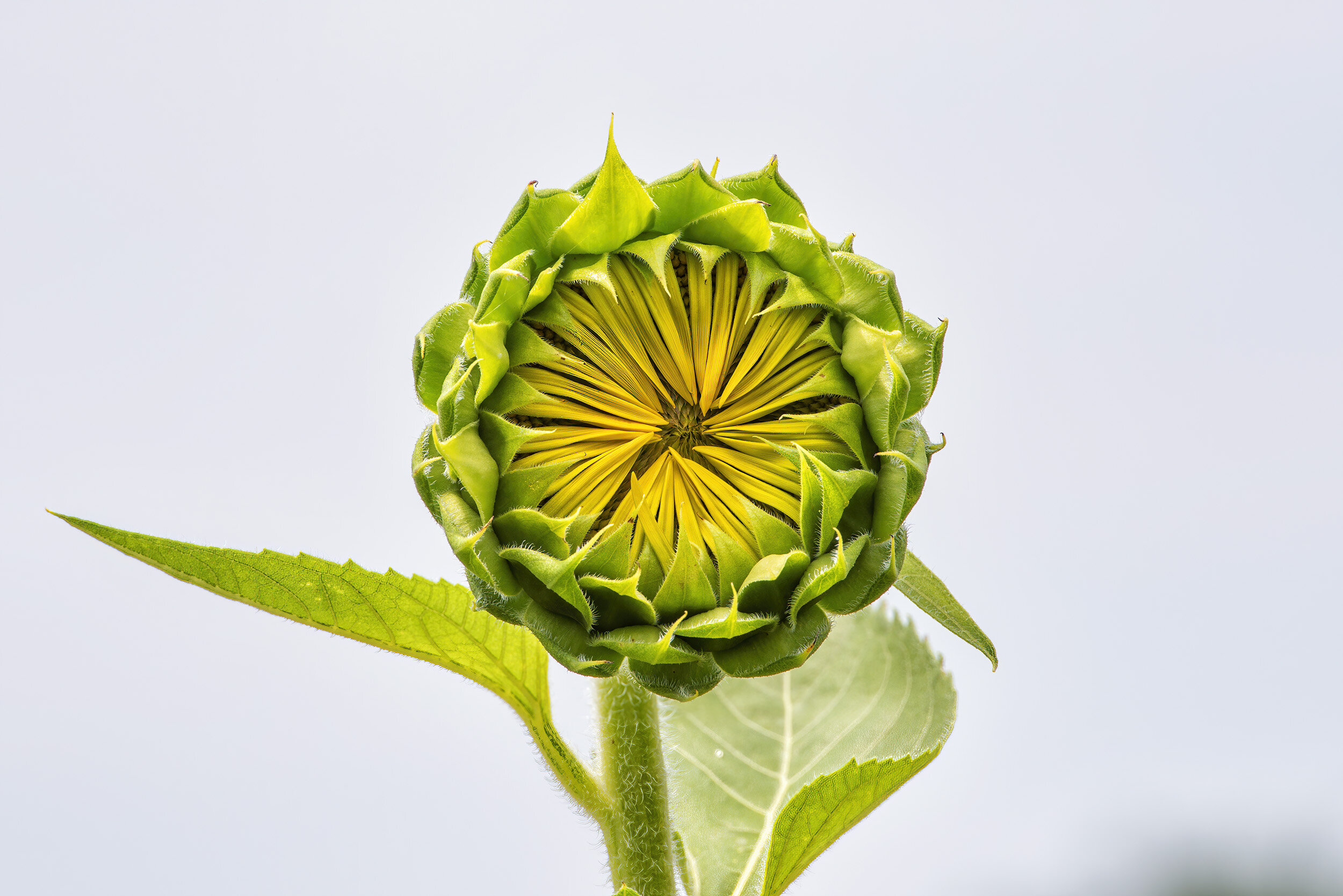 A Sunflower at McKee Beshers WMA