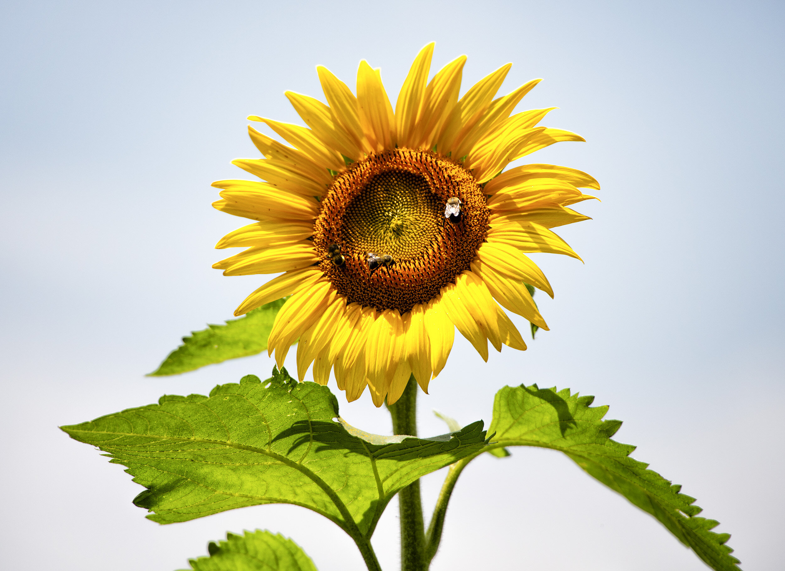 A Sunflower at McKee Beshers WMA