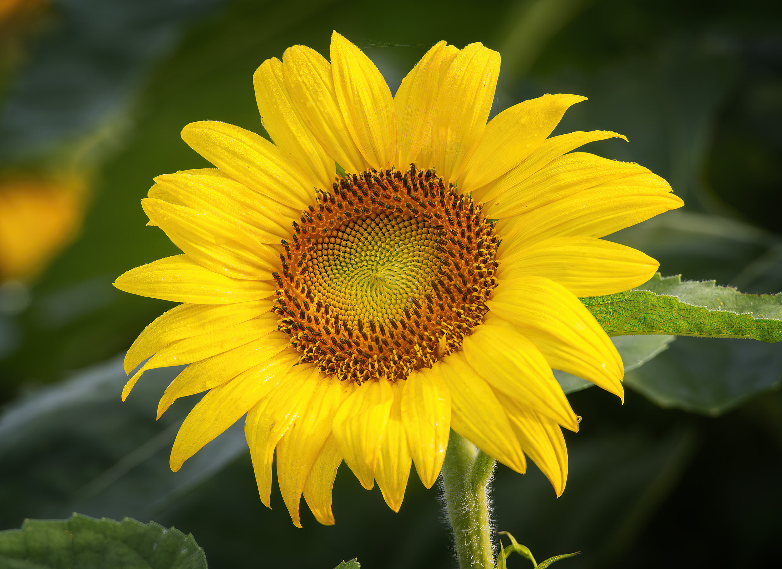 A Sunflower at McKee Beshers WMA