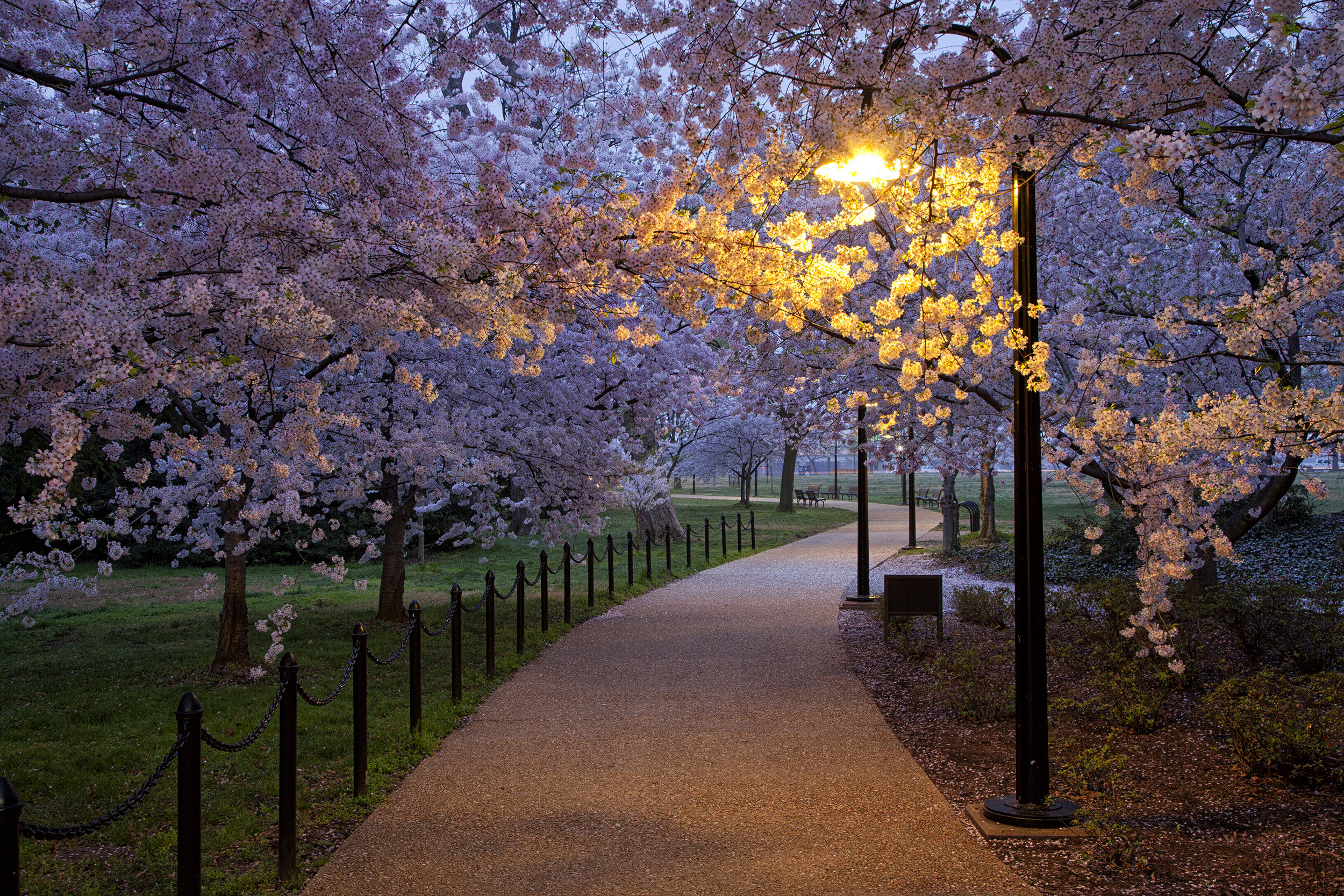 March Morning at the Tidal Basin 