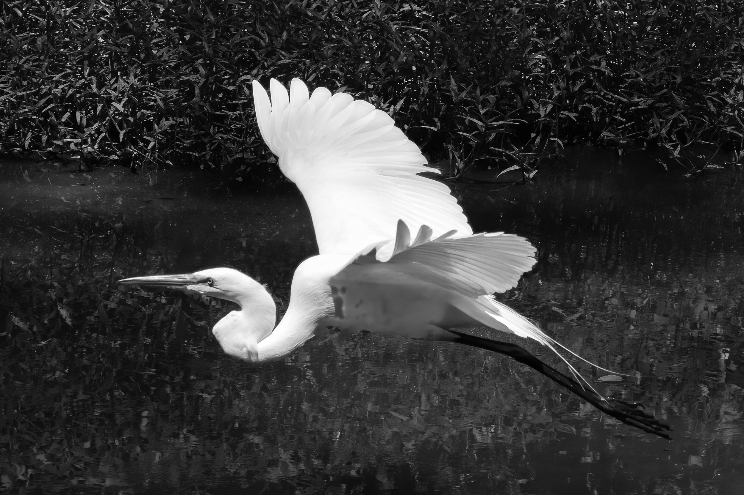 200702   Herons   101-1 bw.jpg