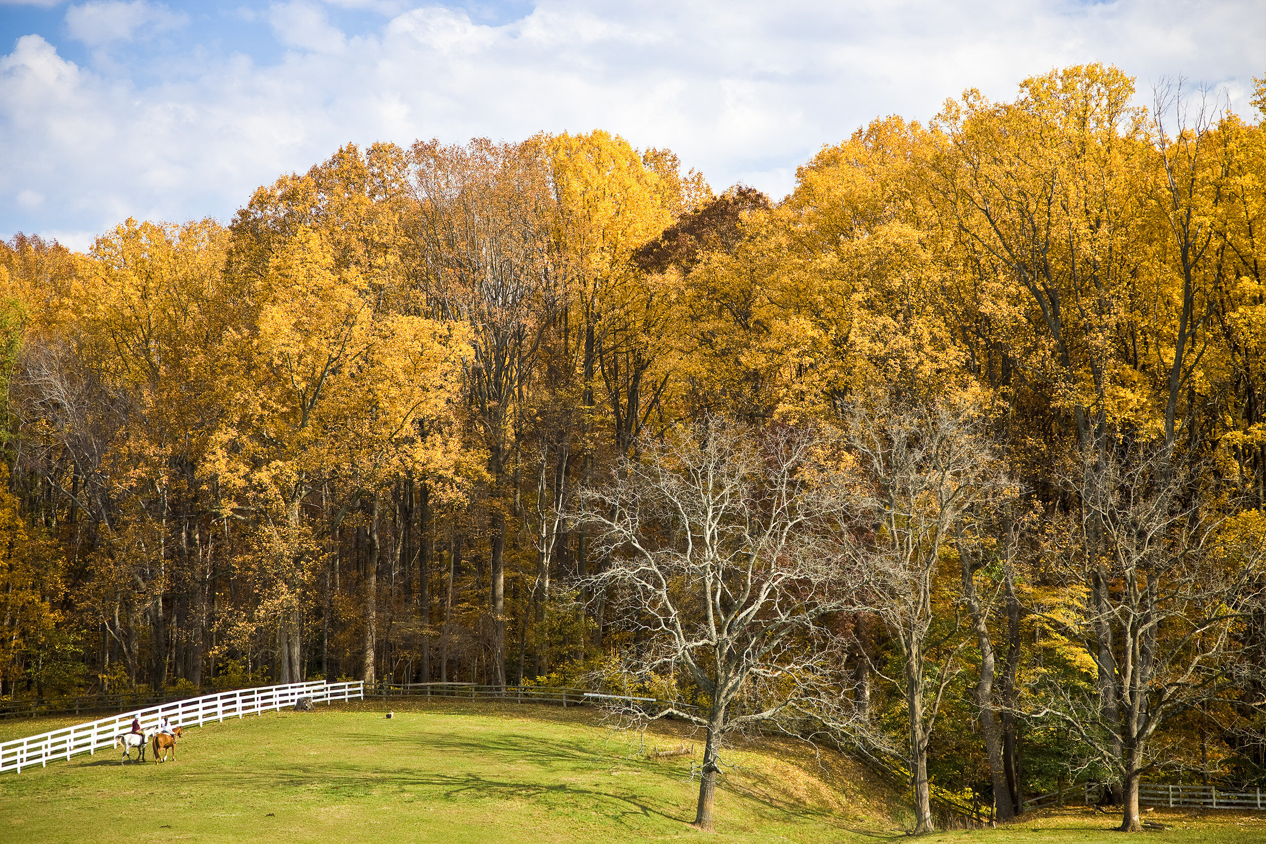 081108 Foliage 026-1.jpg