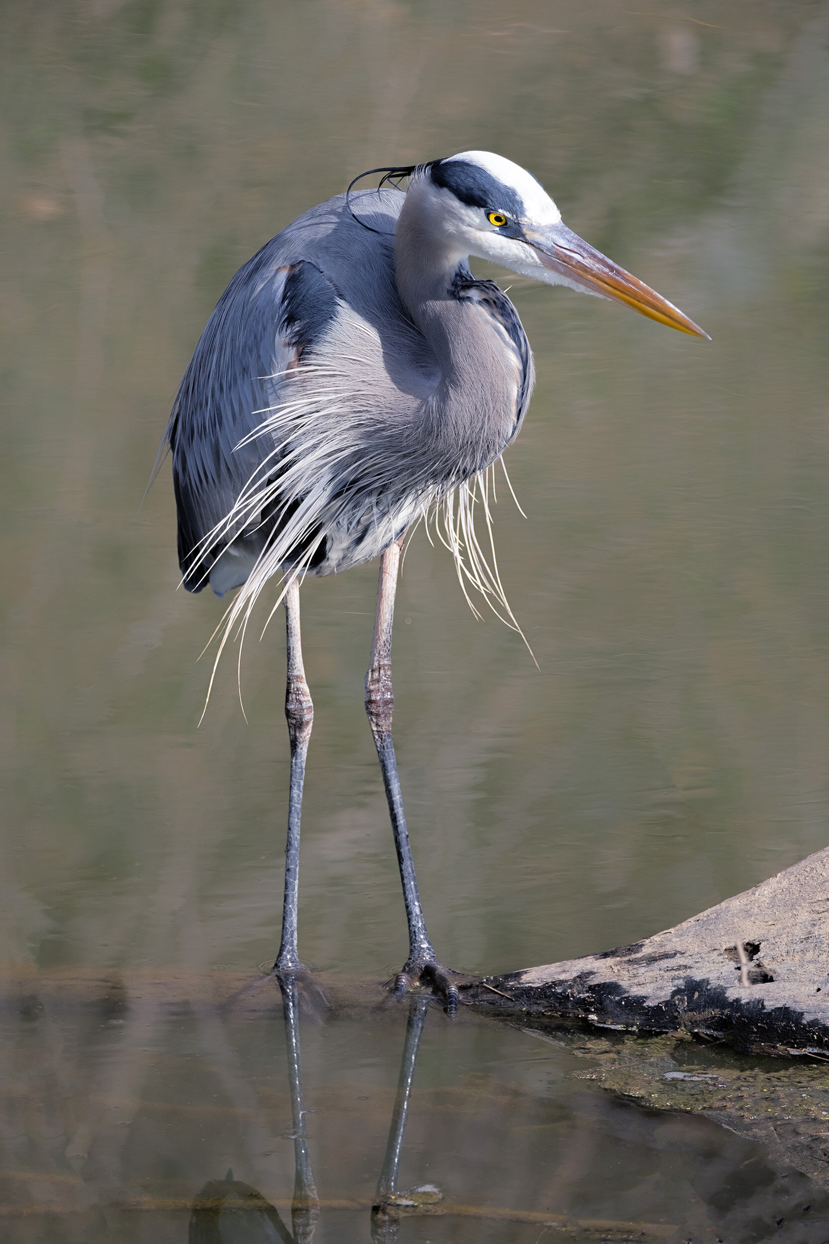 210209  Swains Heron  50-1 cln.jpg