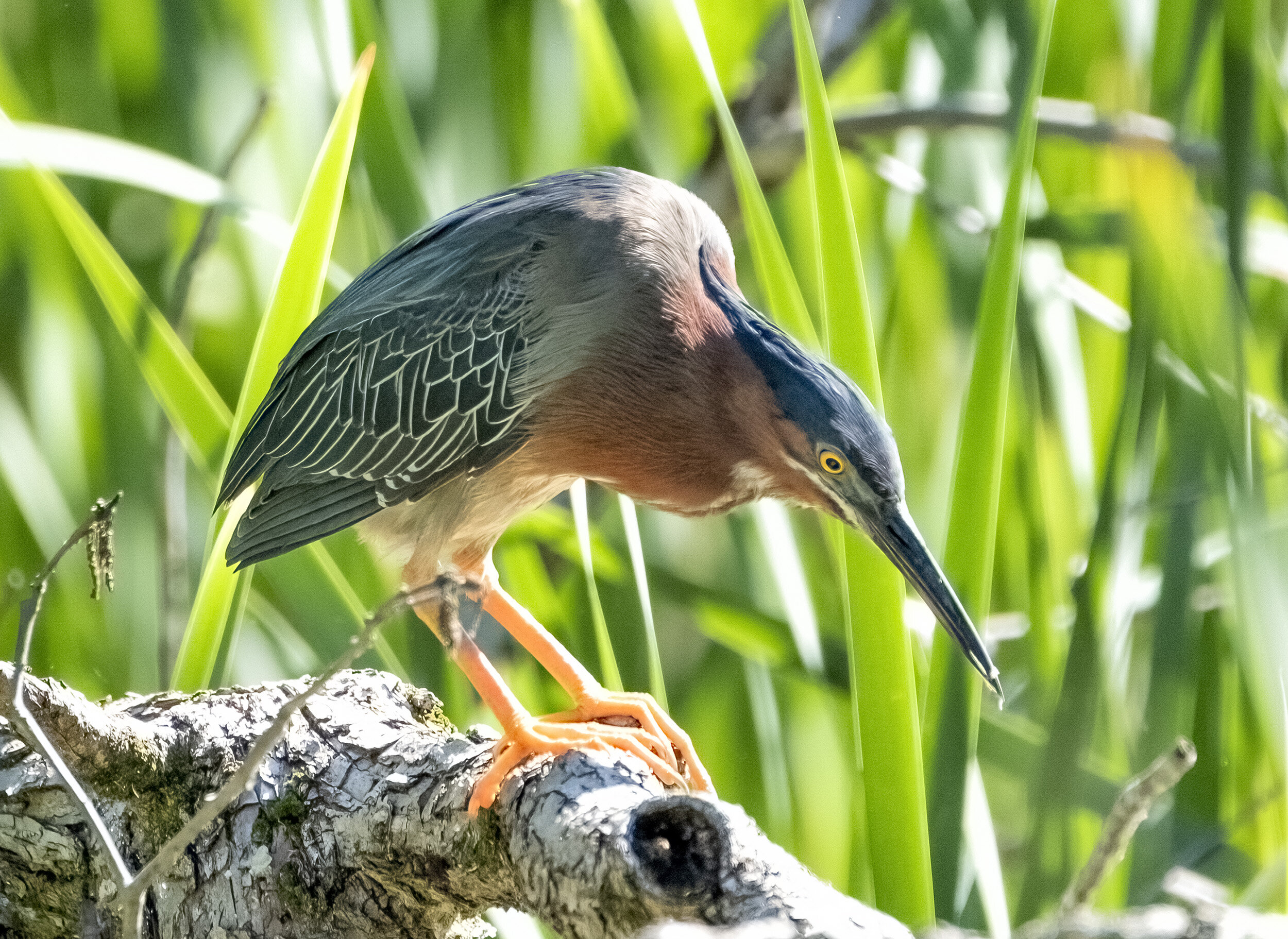 210623  Anglers Heron  006-1.jpg