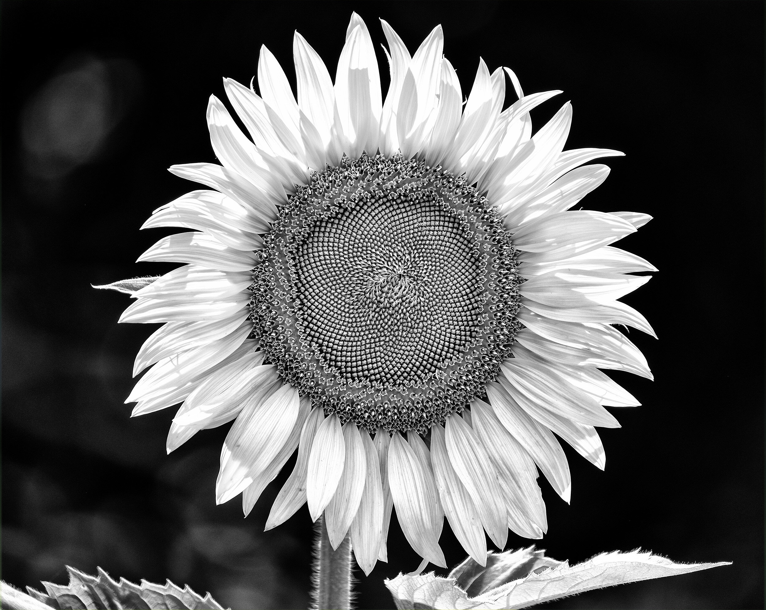 210728  Sunflowers  21-1 cln bw.jpg