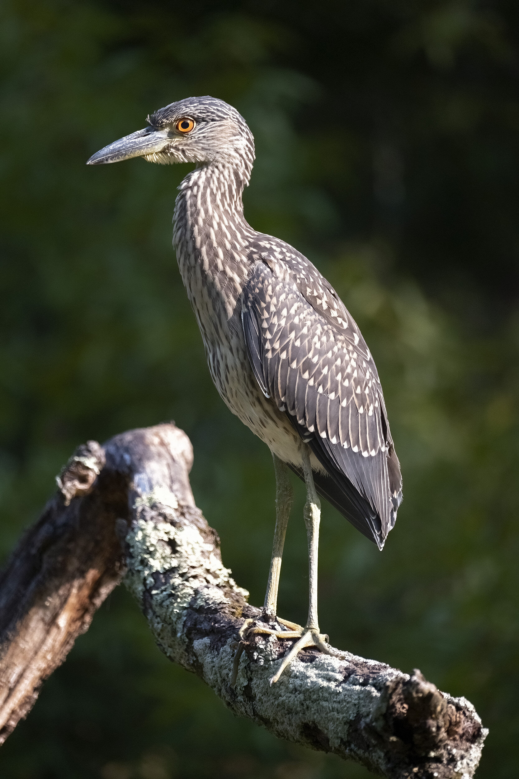 210810  Herons    33-1.jpg