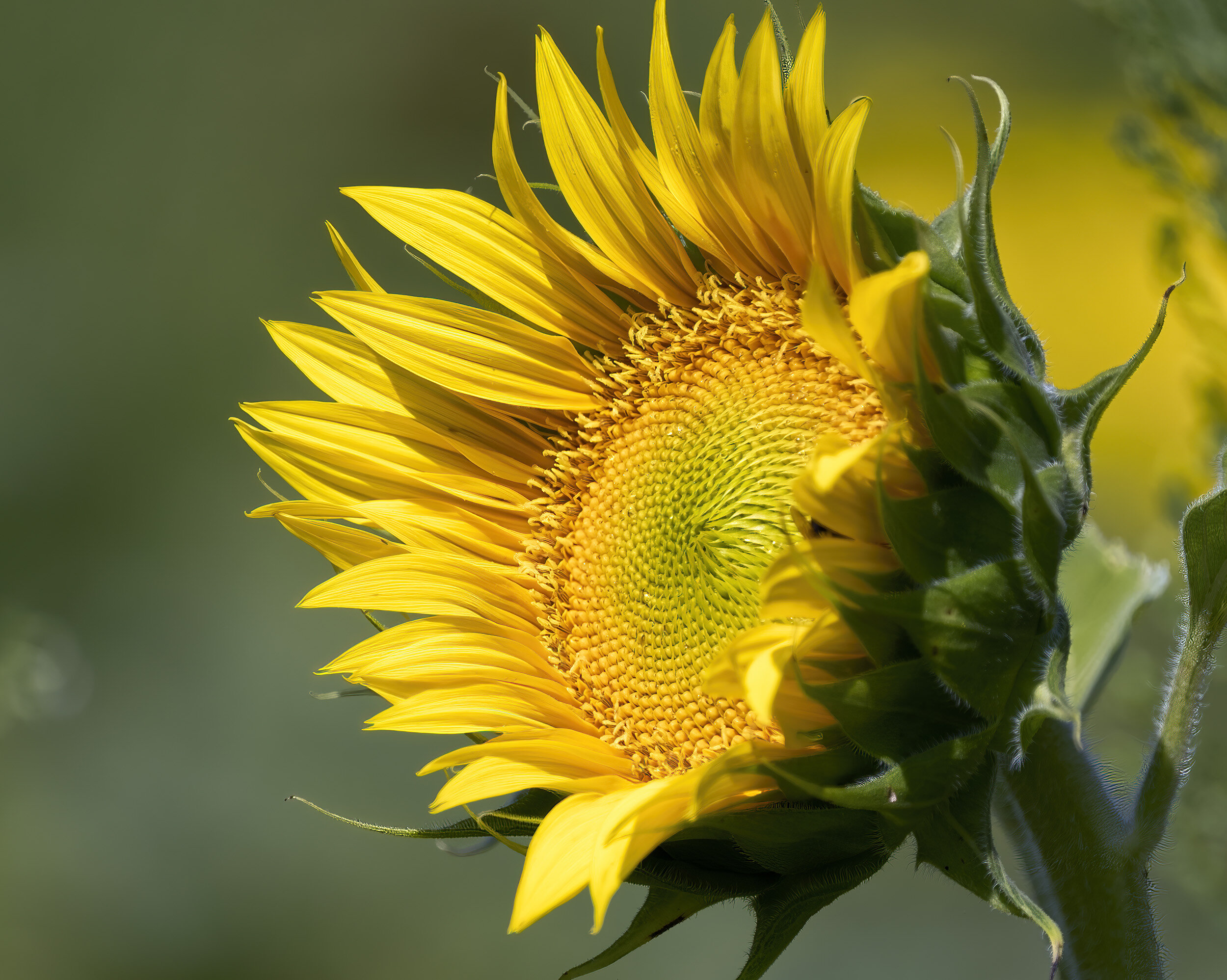 A Sunflower at McKee Beshers WMA