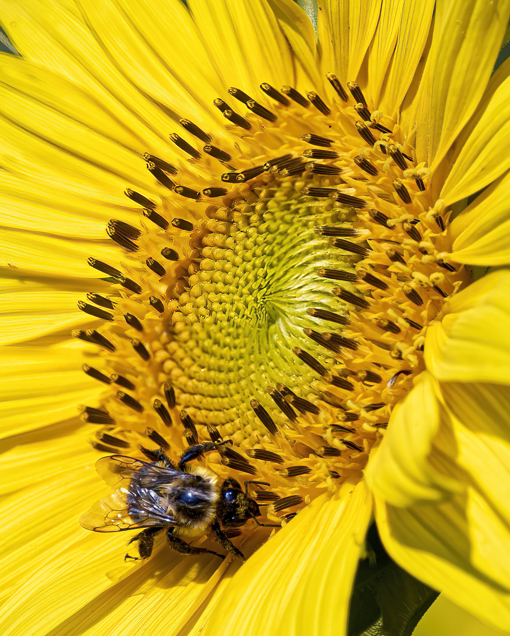 A Sunflower at McKee Beshers WMA