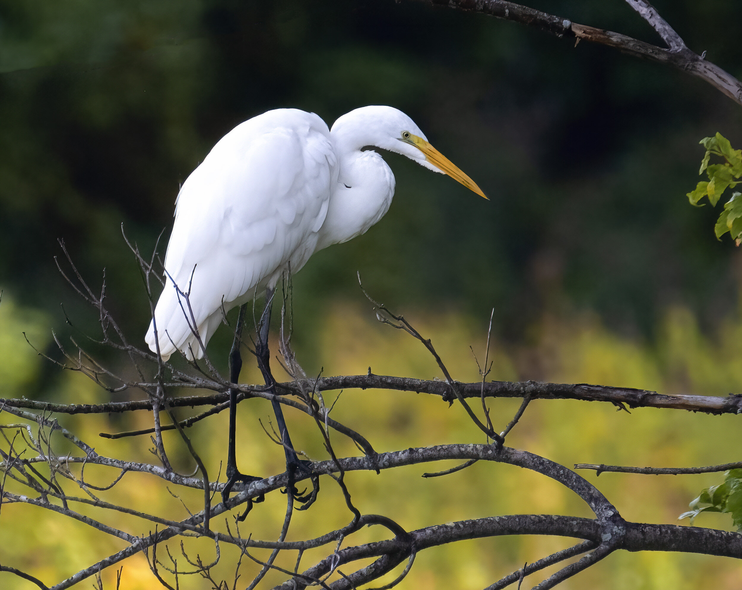 210904  Annapolis Egrets  50-1.jpg